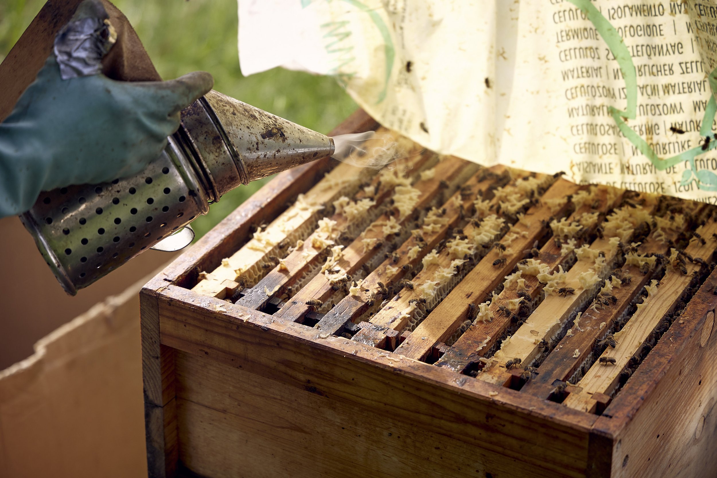 Rauch aus einem Smoker wird in einen geöffneten Bienenstock geleitet