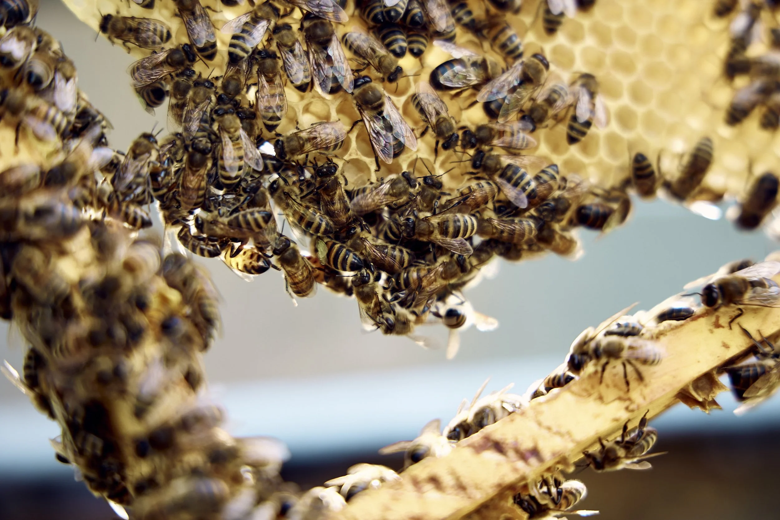 Nahaufnahme eines Bienenvolks auf natürlichen Wachswaben