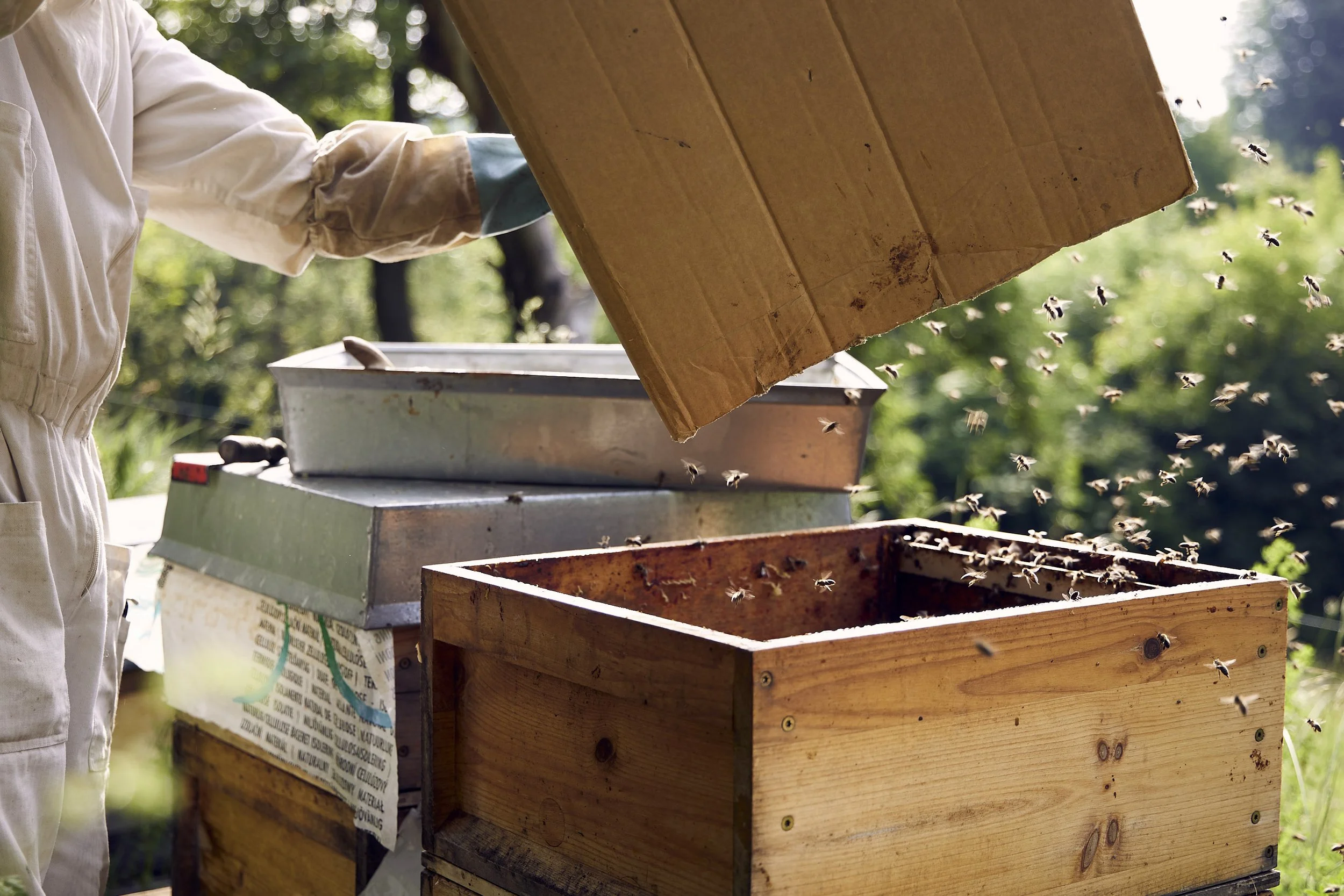 Imker öffnet einen Bienenstock, während die Bienen auffliegen