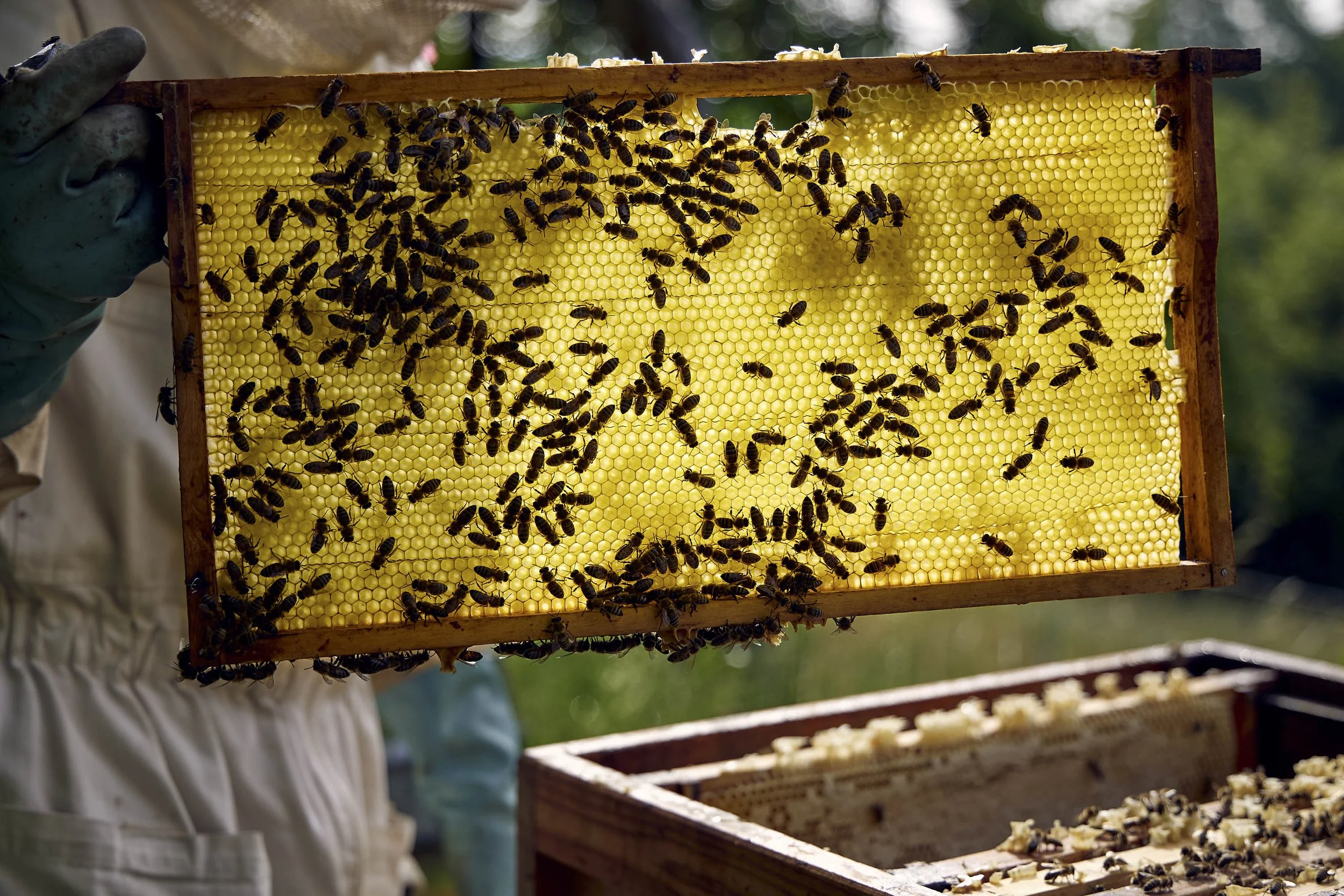 Gegen das Licht gehaltene Wabe mit Bienen und sichtbarer Wabenstruktur