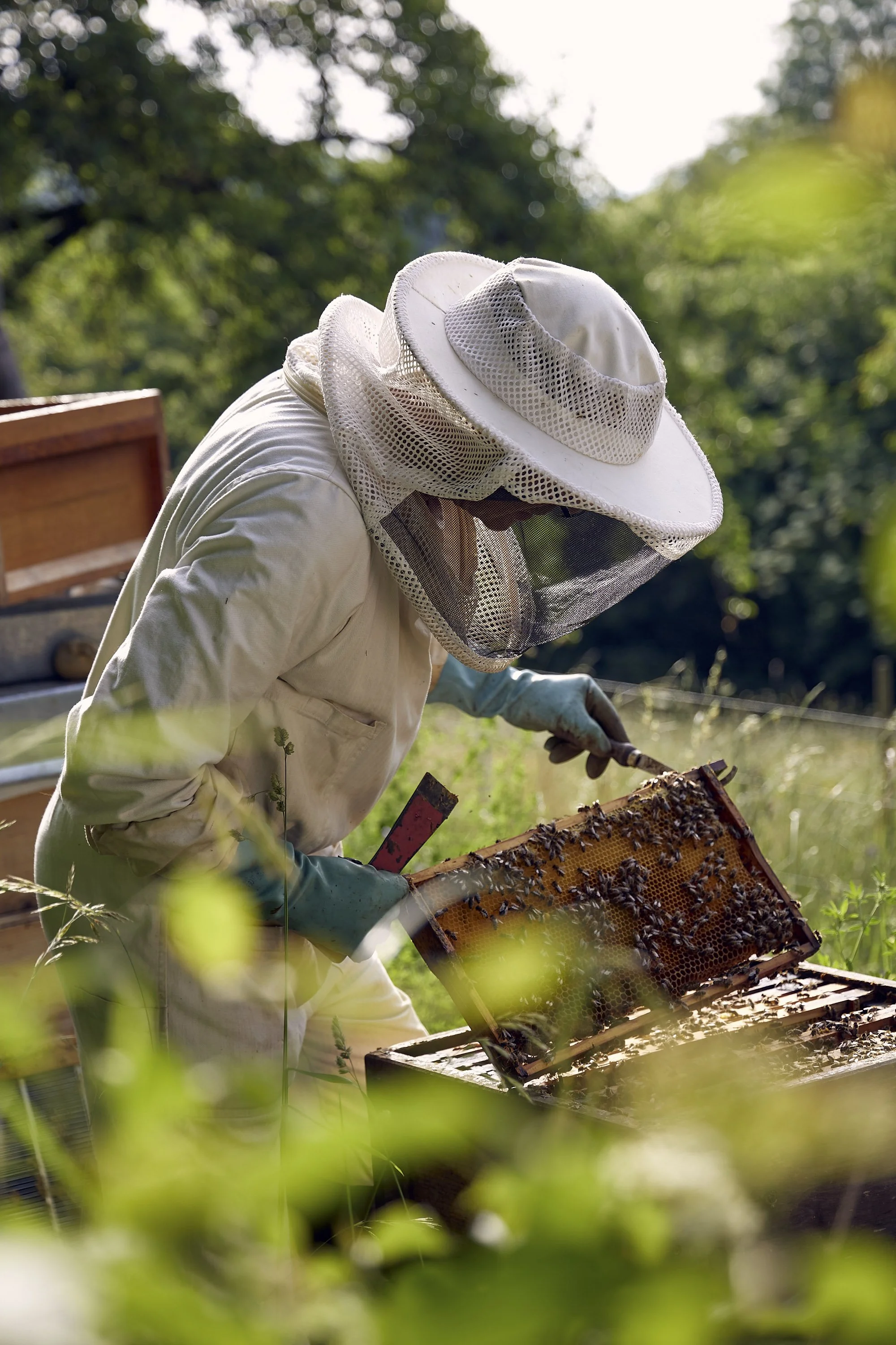 Imker prüft konzentriert eine Wabe im geöffneten Bienenstock