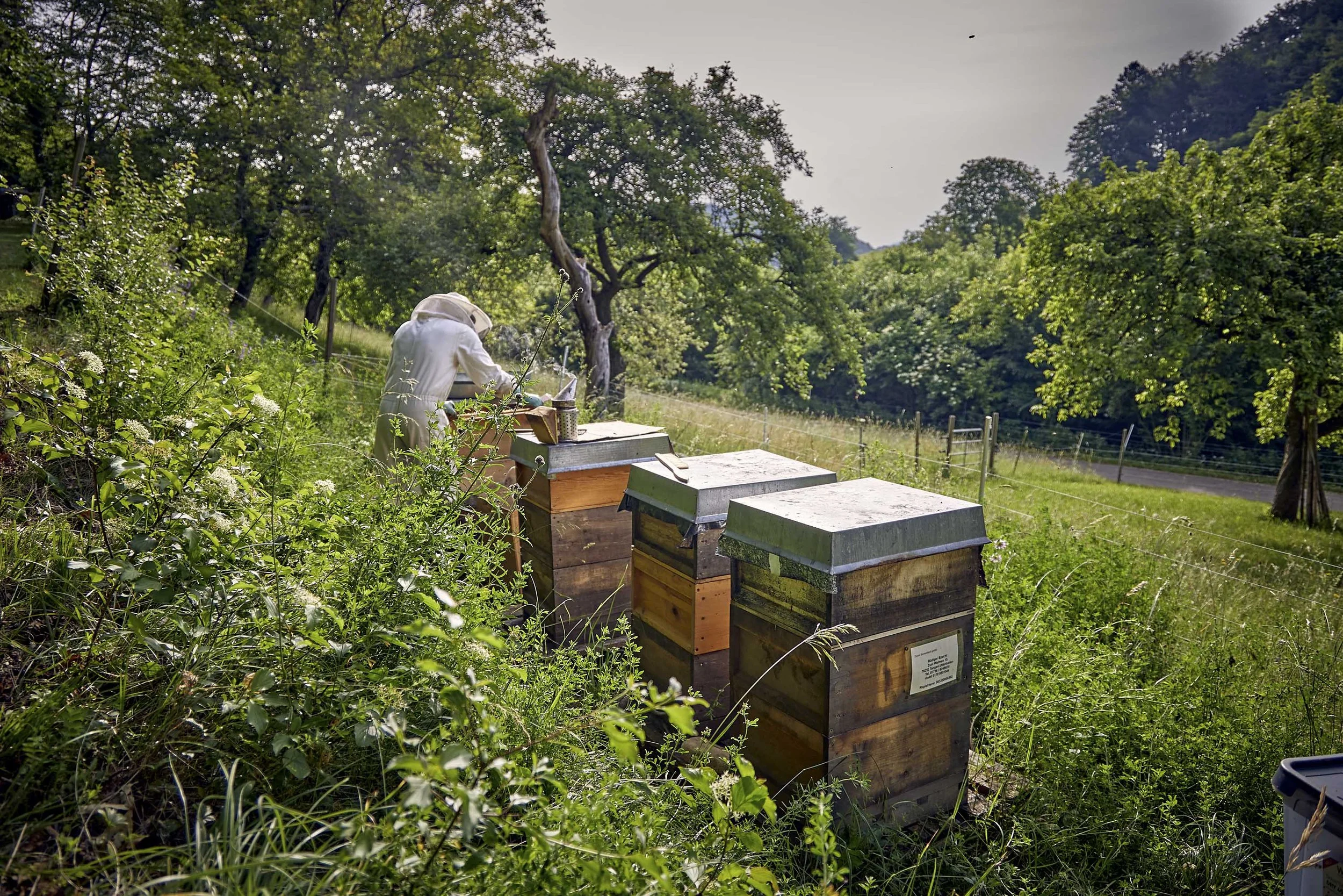 Bienenstöcke auf einer grünen Wiese mit einem Hobbyimker bei der Arbeit