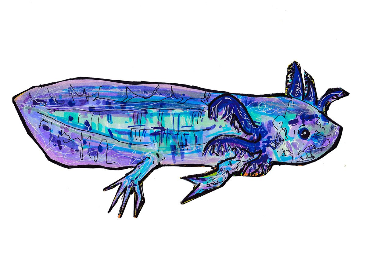 axolotl2.jpg