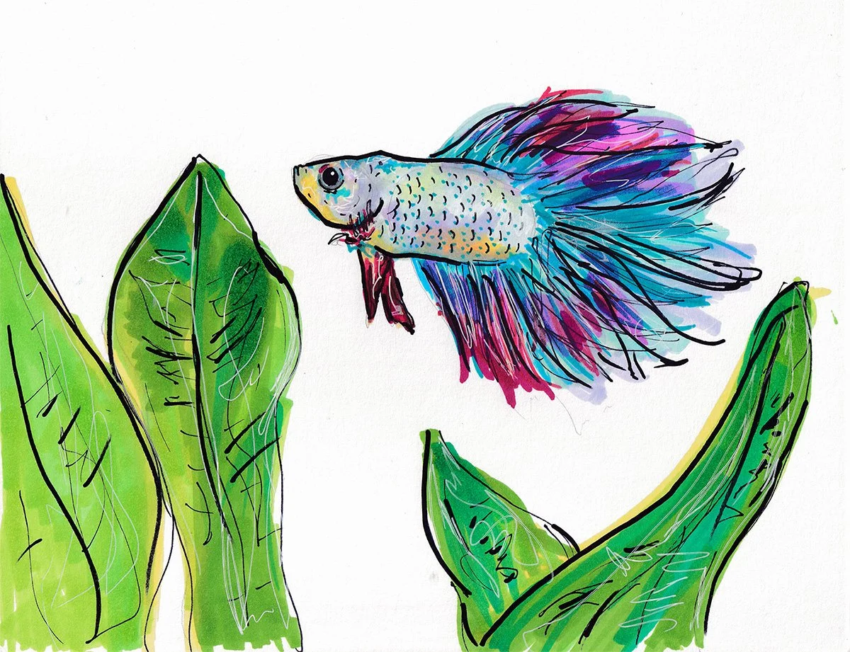 multi colored beta.jpg