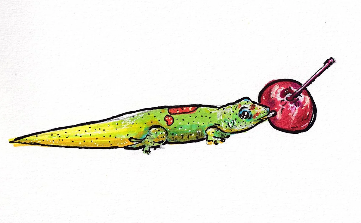 gecko2.jpg