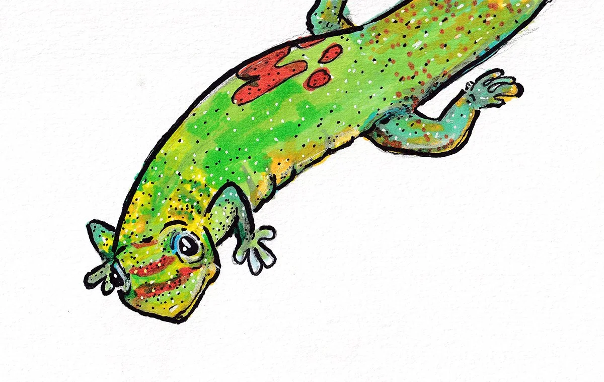 gecko1.jpg