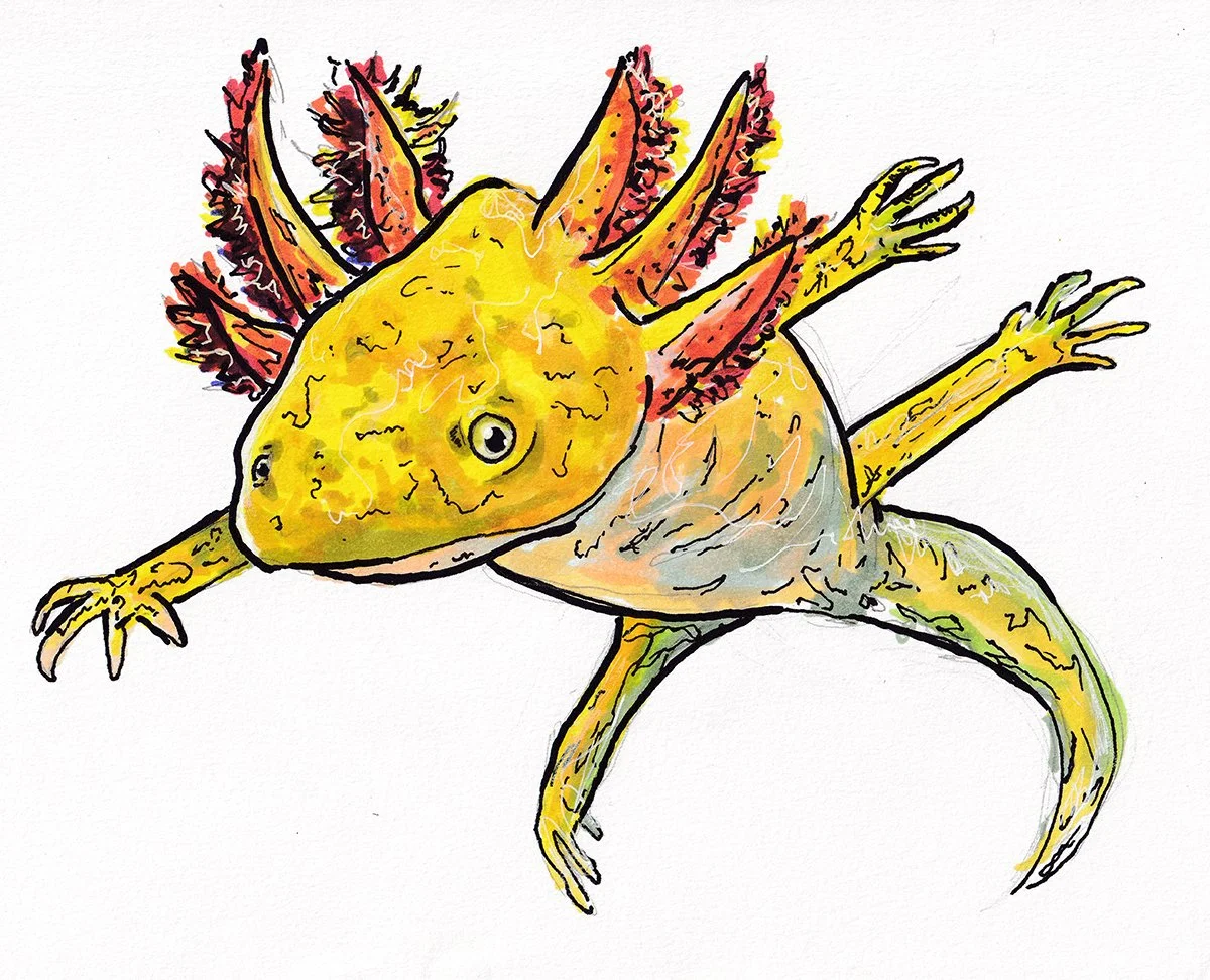 yellow axolotl.jpg