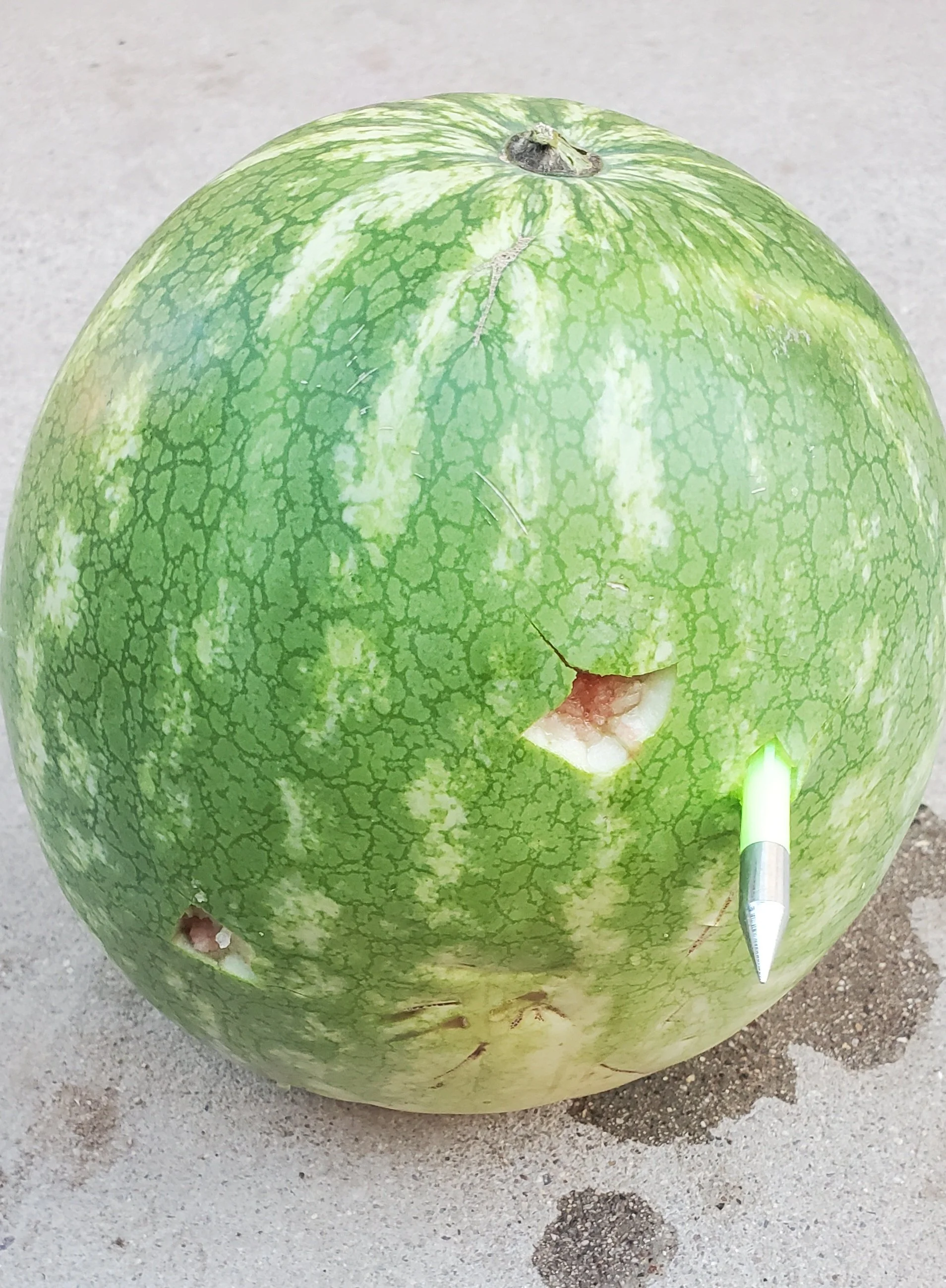 JawDroppers PKS68 .68 Cal Pointed Slug 10g D Shaped Finned FSC