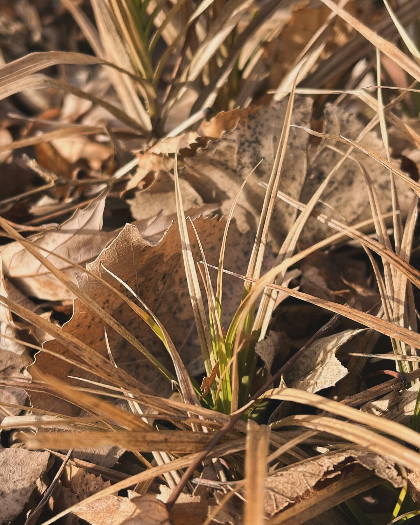 we messed up so bad. mother nature grounded us offa snow and now this new growth is showing in my yard in early february. in minnesota!! she big mad, yo. y&rsquo;all shoulda done way more in the 90s than teach us some cute songs about recycling. ever