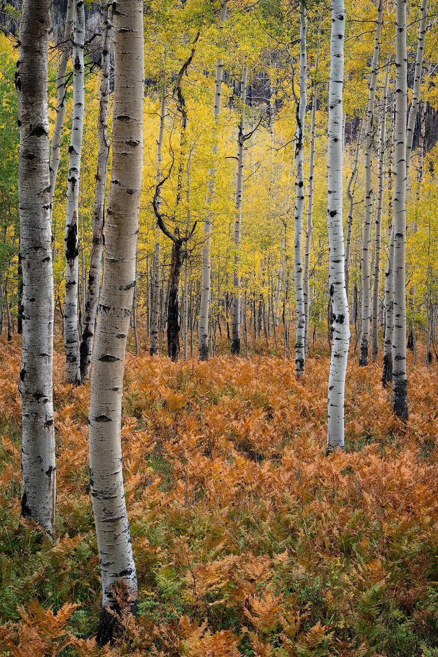 DukeAspen and FernsTB.jpg