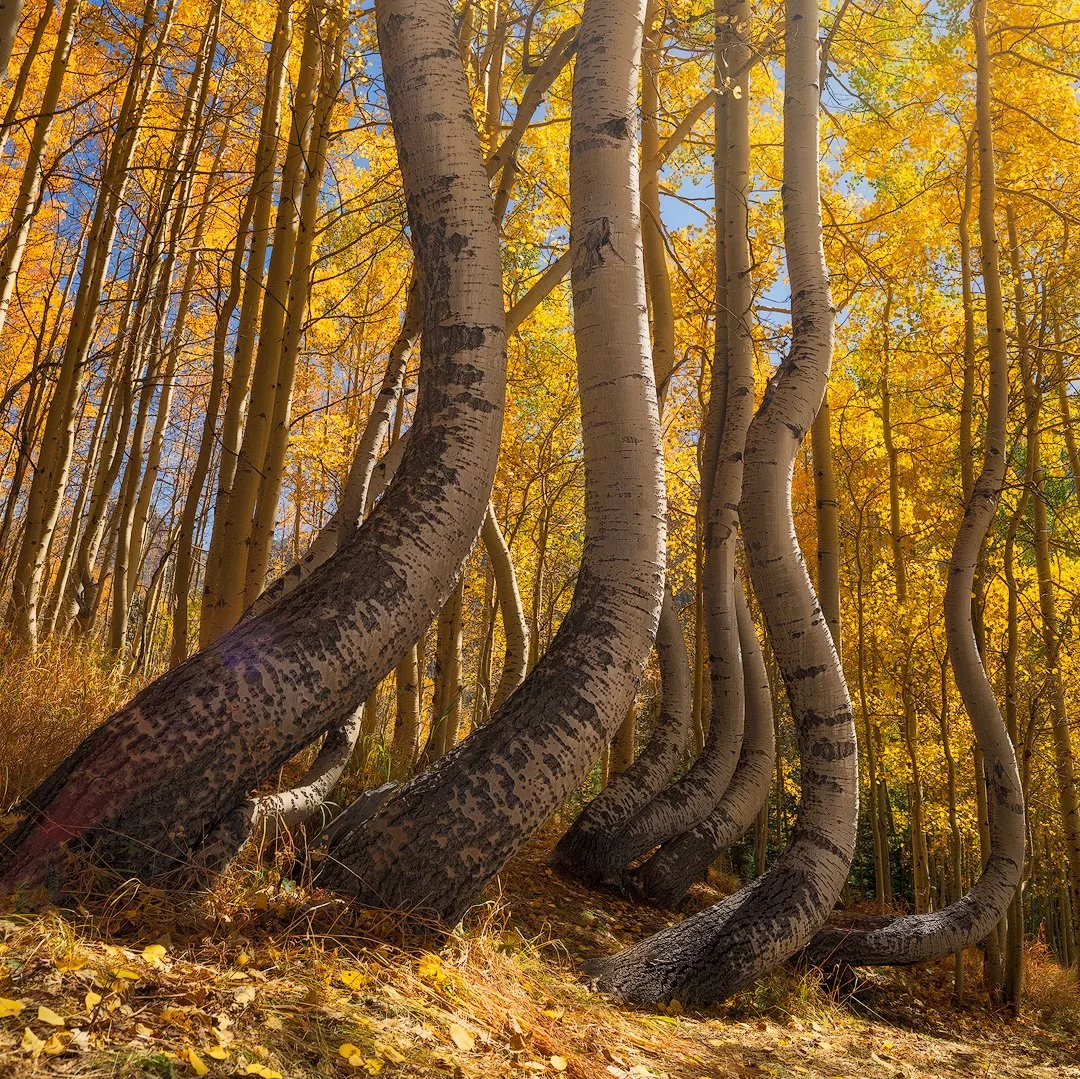 DukeAspens Dancing 1x1TB.jpg