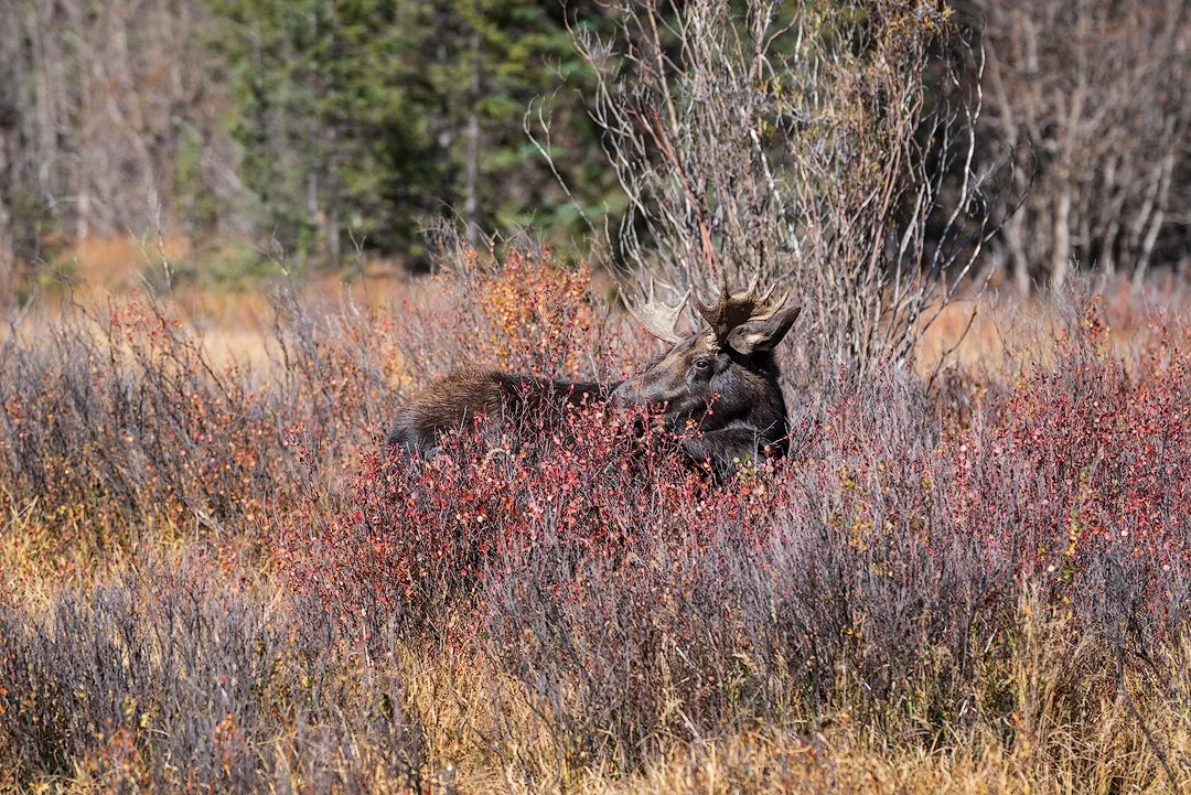 DukeBull MooseTB.jpg