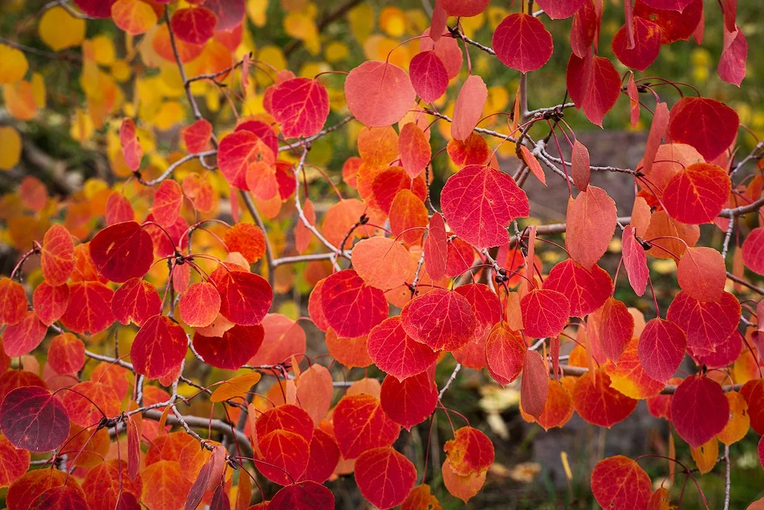 DukeRed Aspen LeavesTB.jpg