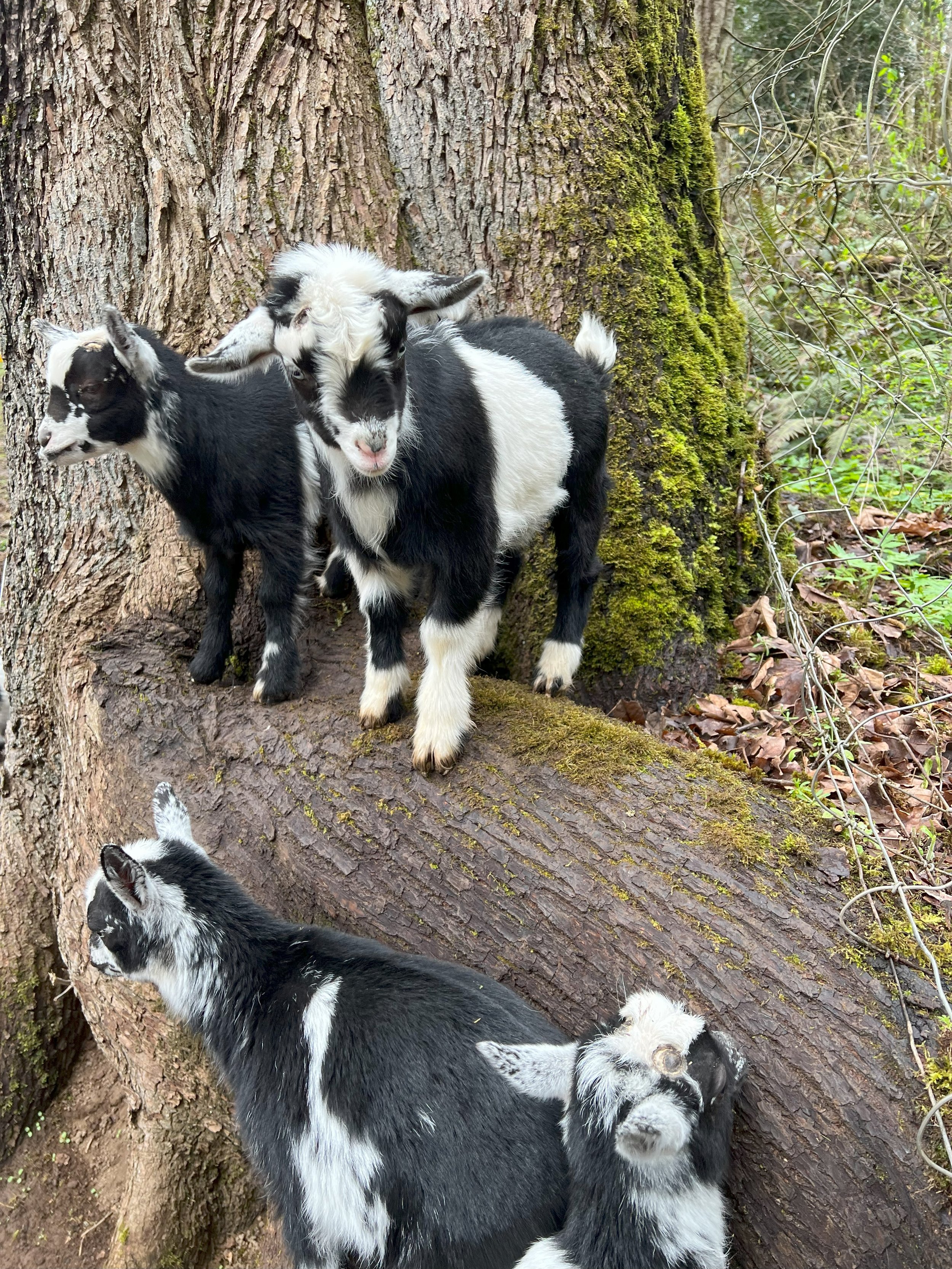 farm5.jpeg