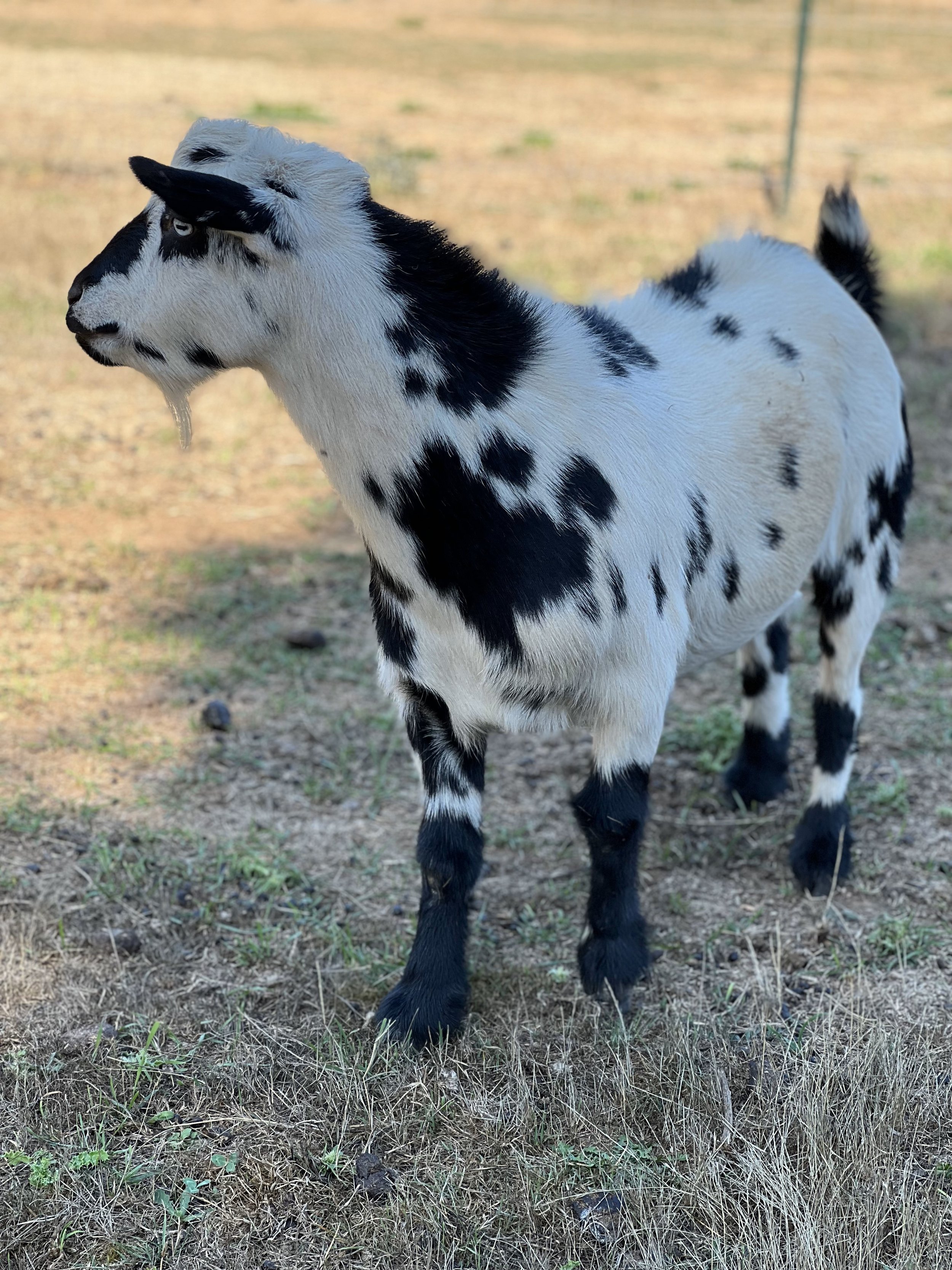 farm12.jpeg