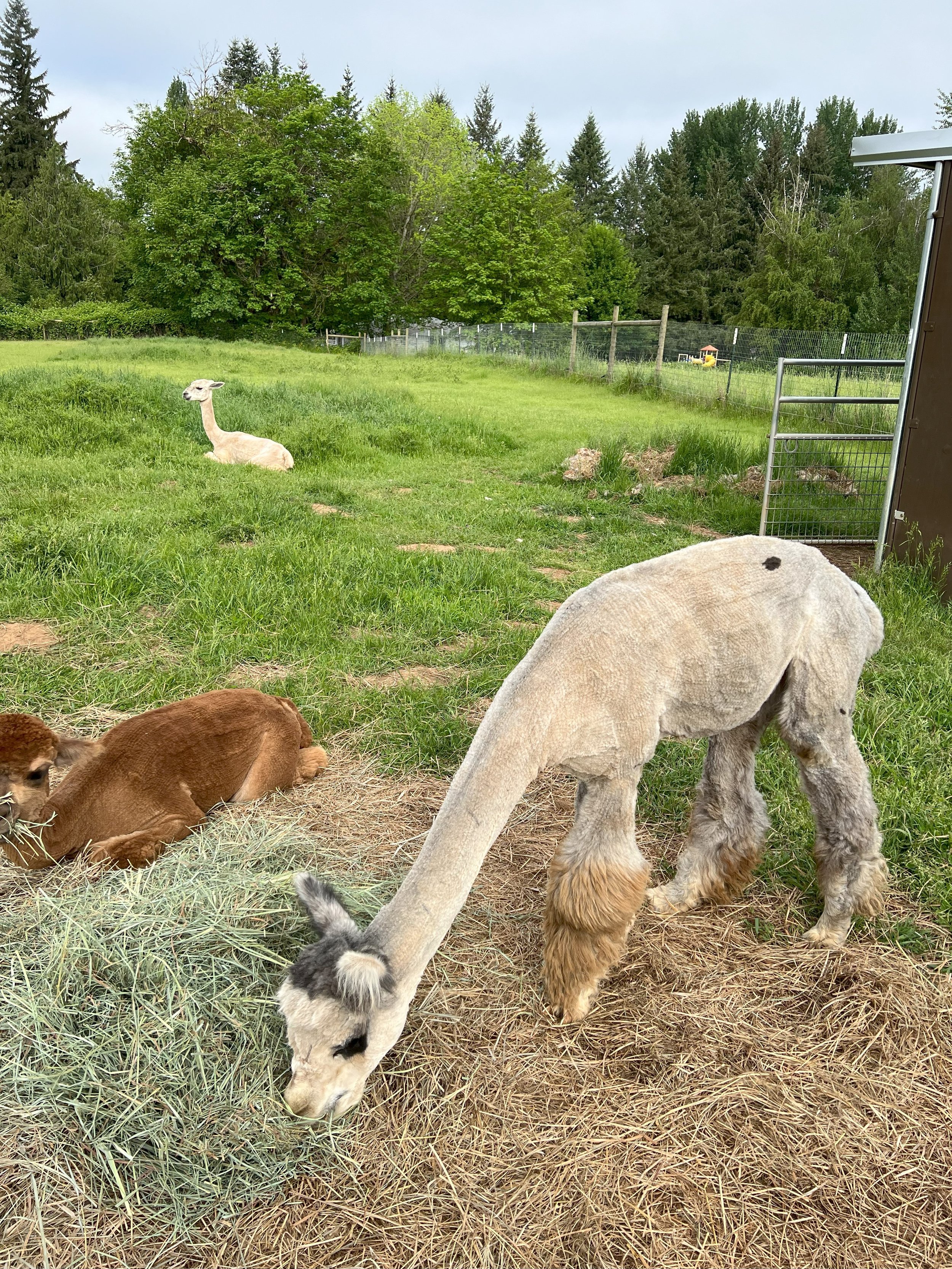 farm4.jpeg