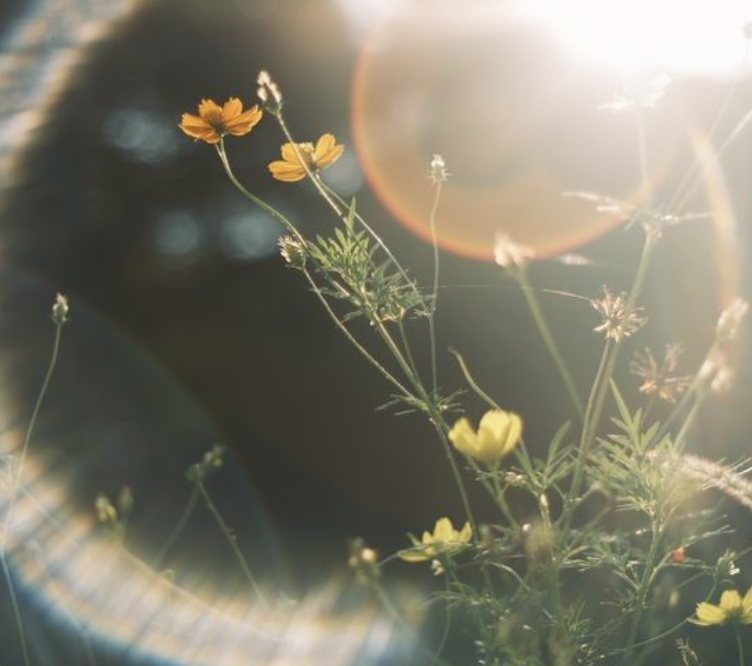 SPRING RENEWAL CLEANSE with Linda Sheehan