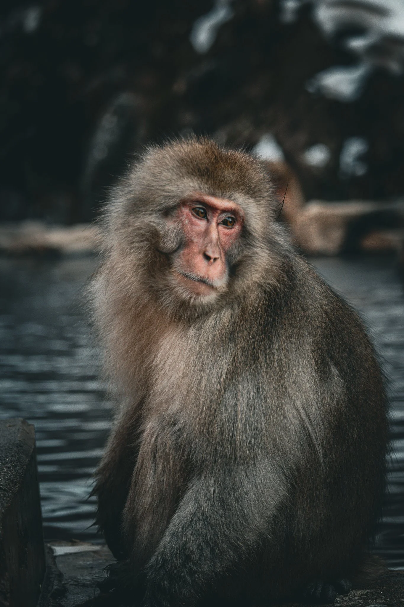 Jigokudani Monkey Park - Yamanochi, Nagano, Japan