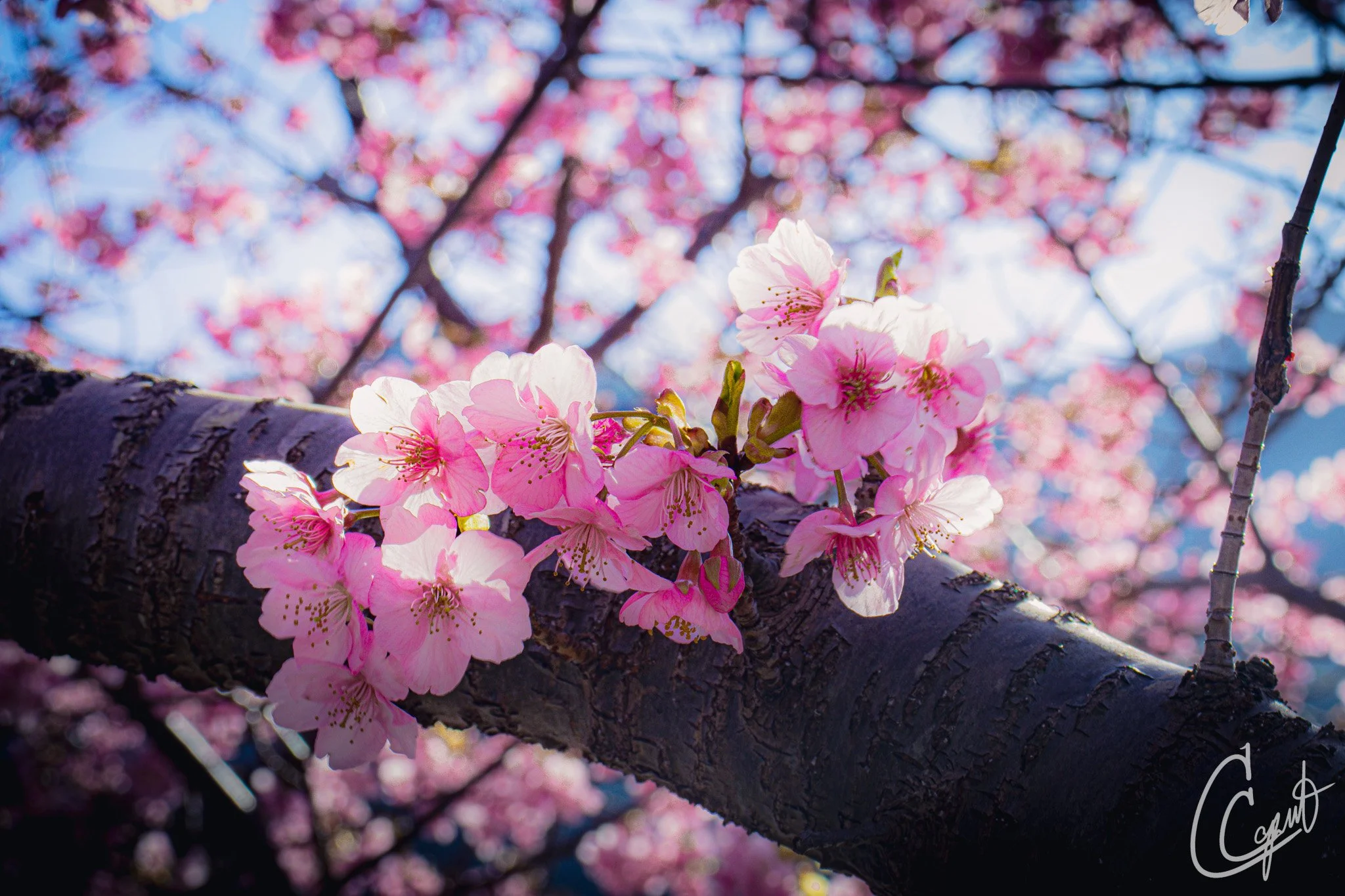 河津桜 - Kawazu, Shizuoka, Japan