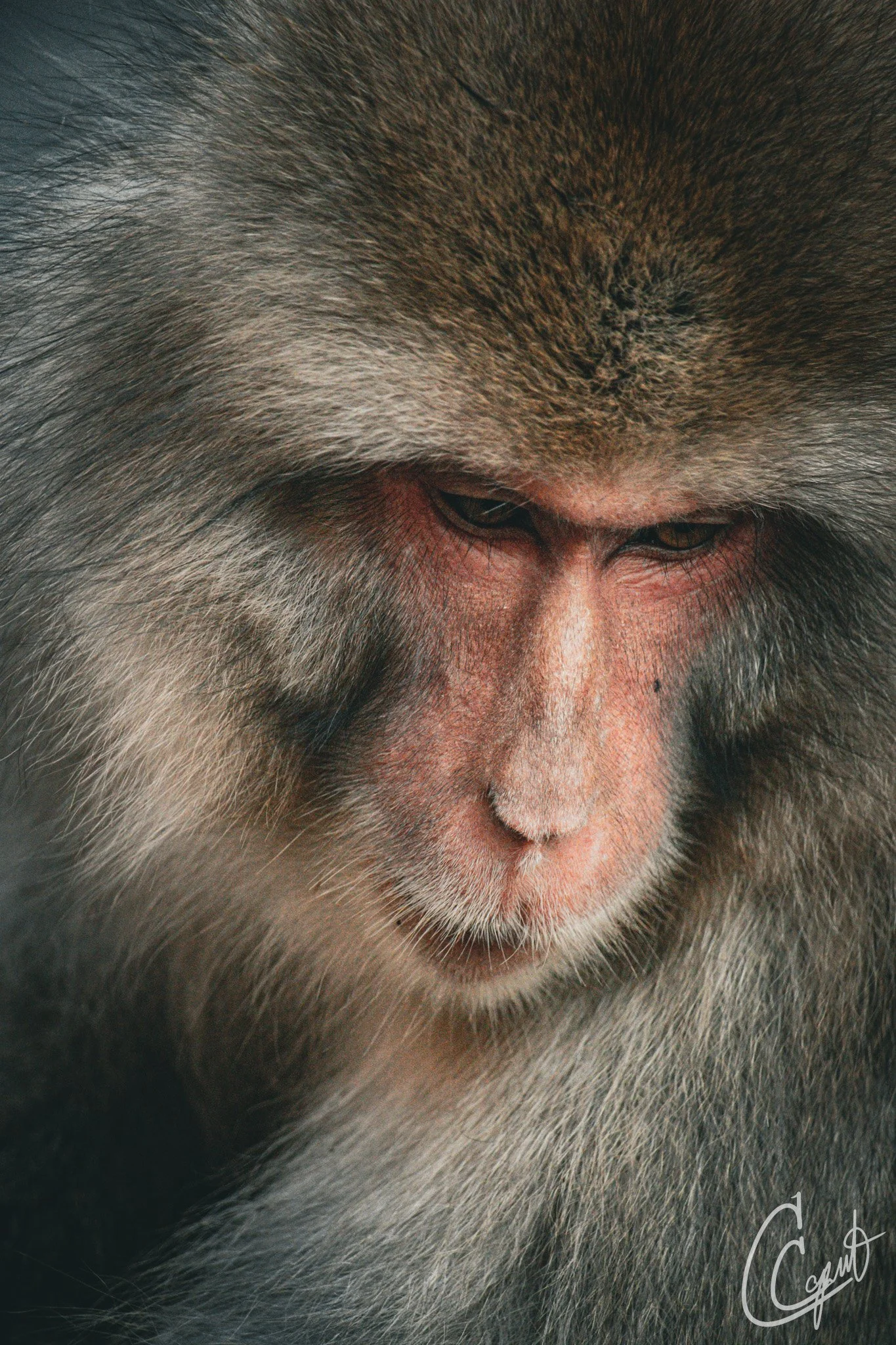 Jigokudani Monkey Park - Yamanochi, Nagano, Japan