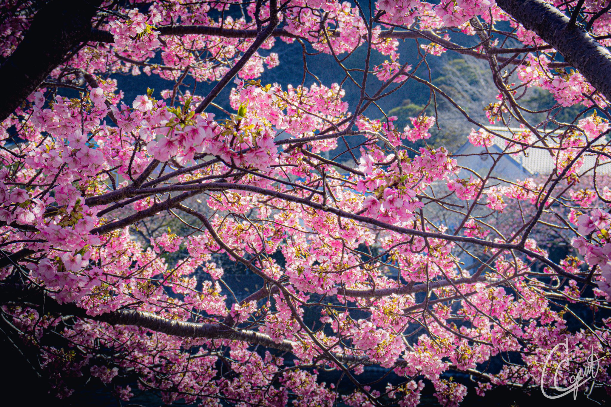河津桜 - Kawazu, Shizuoka, Japan