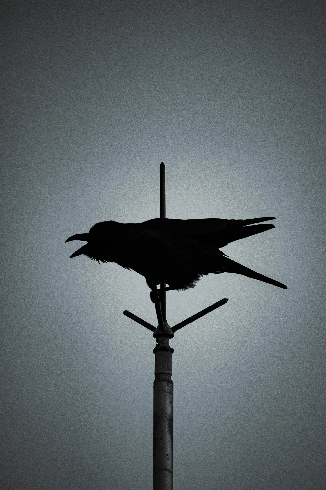 "Noisy Weathervane"