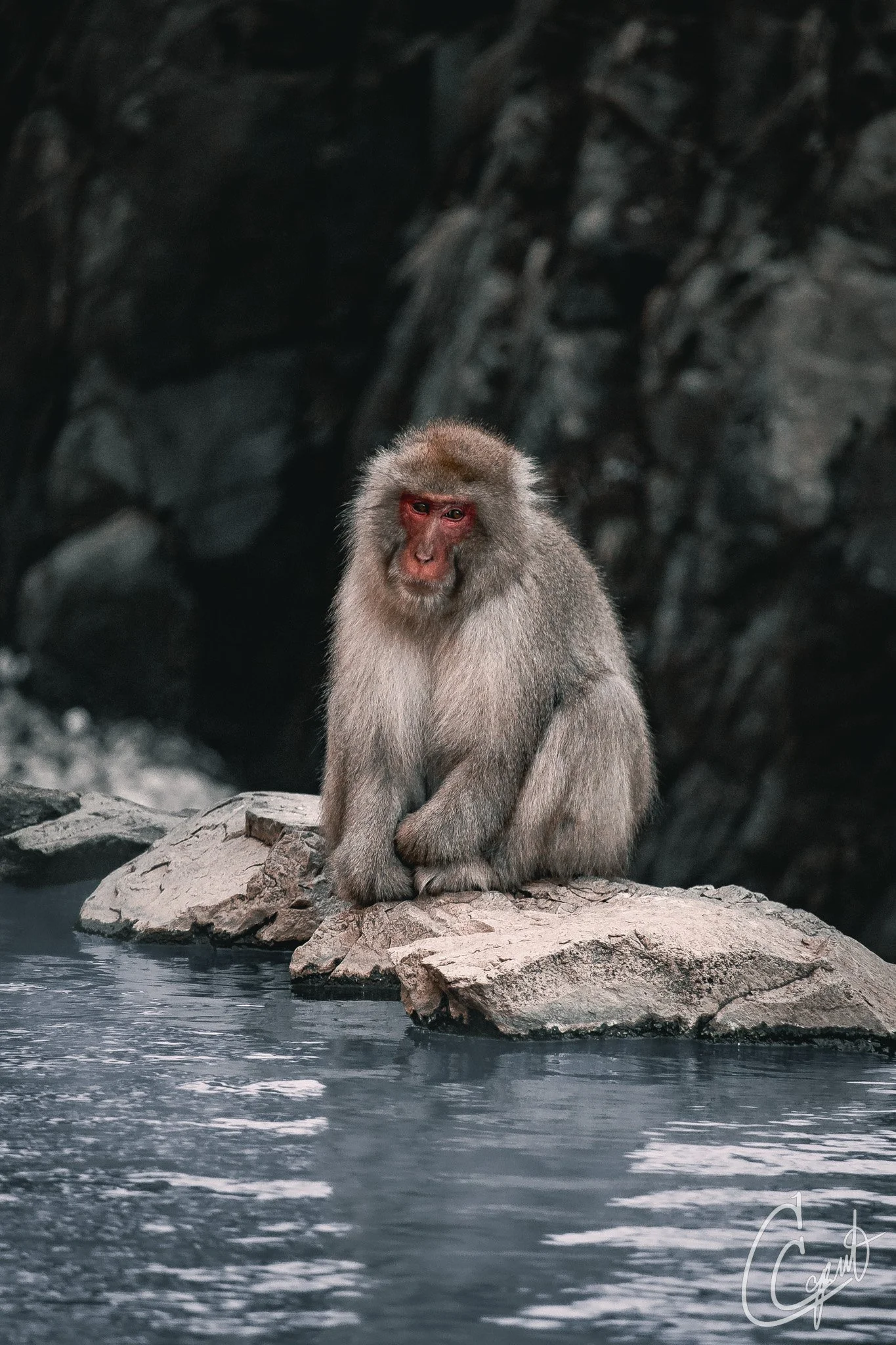 Jigokudani Monkey Park - Yamanochi, Nagano, Japan