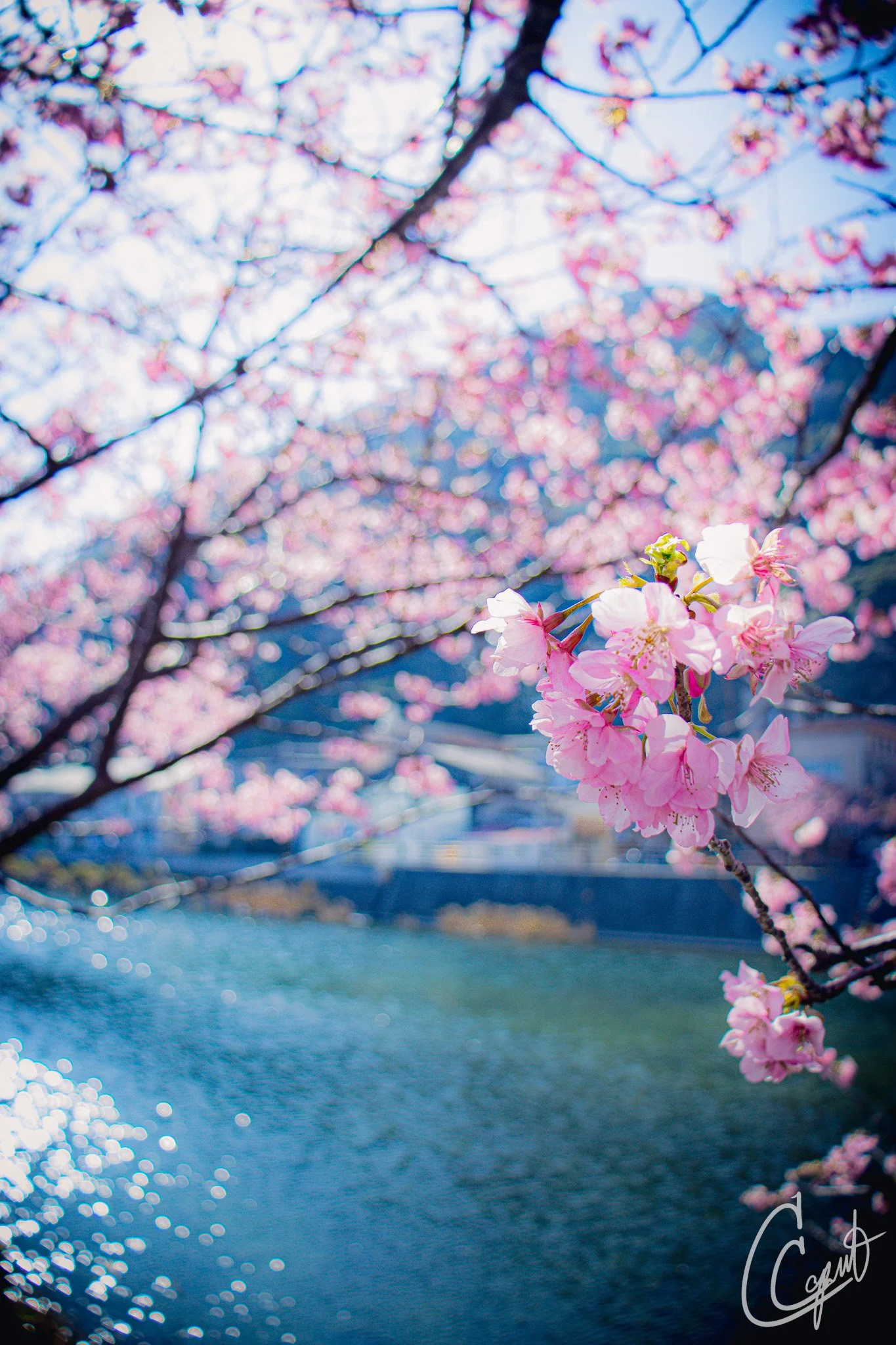 河津桜 - Kawazu, Shizuoka, Japan