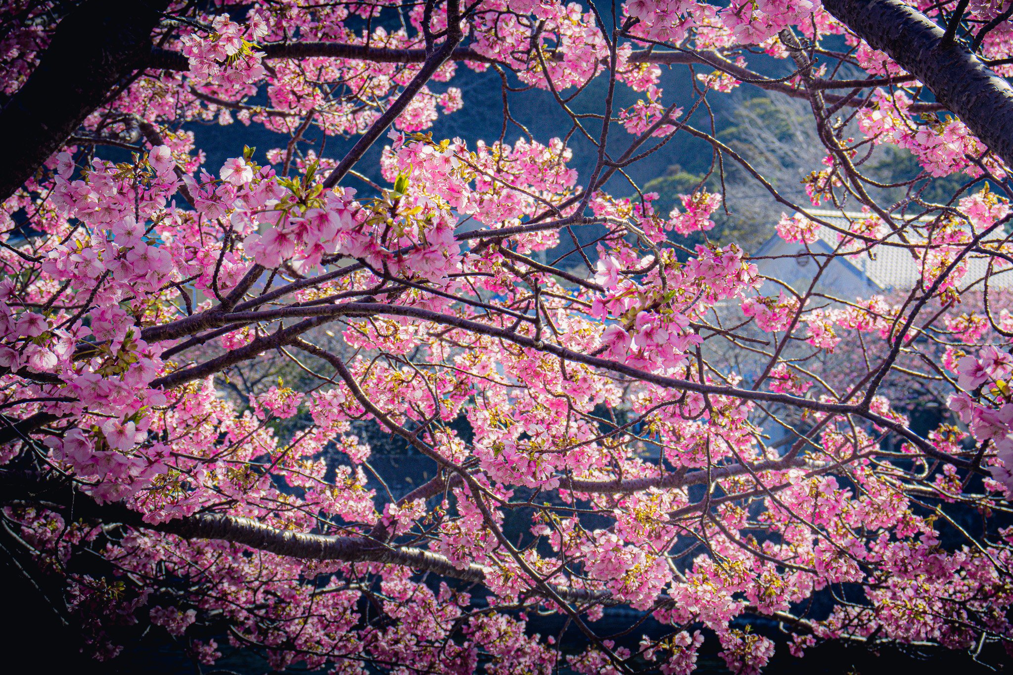 河津桜 - Kawazu, Shizuoka, Japan