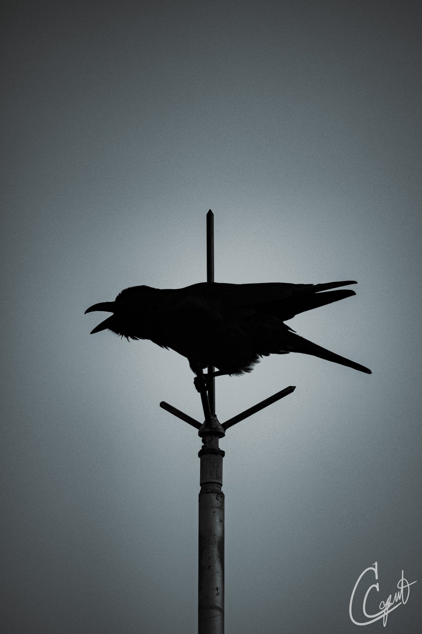 "Noisy Weathervane"