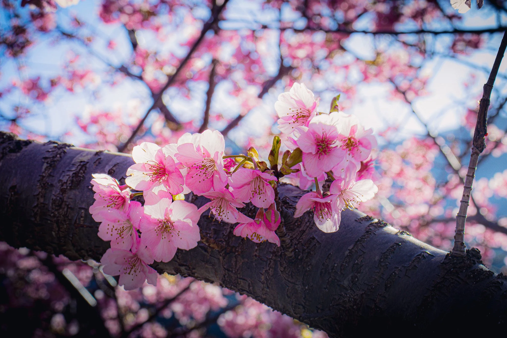 河津桜 - Kawazu, Shizuoka, Japan