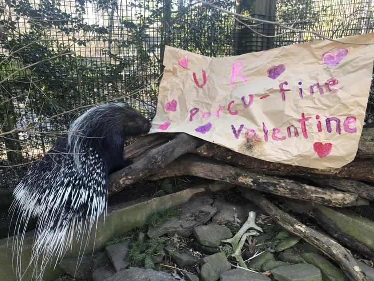 African Crested Porcupine — Cohanzick Zoo
