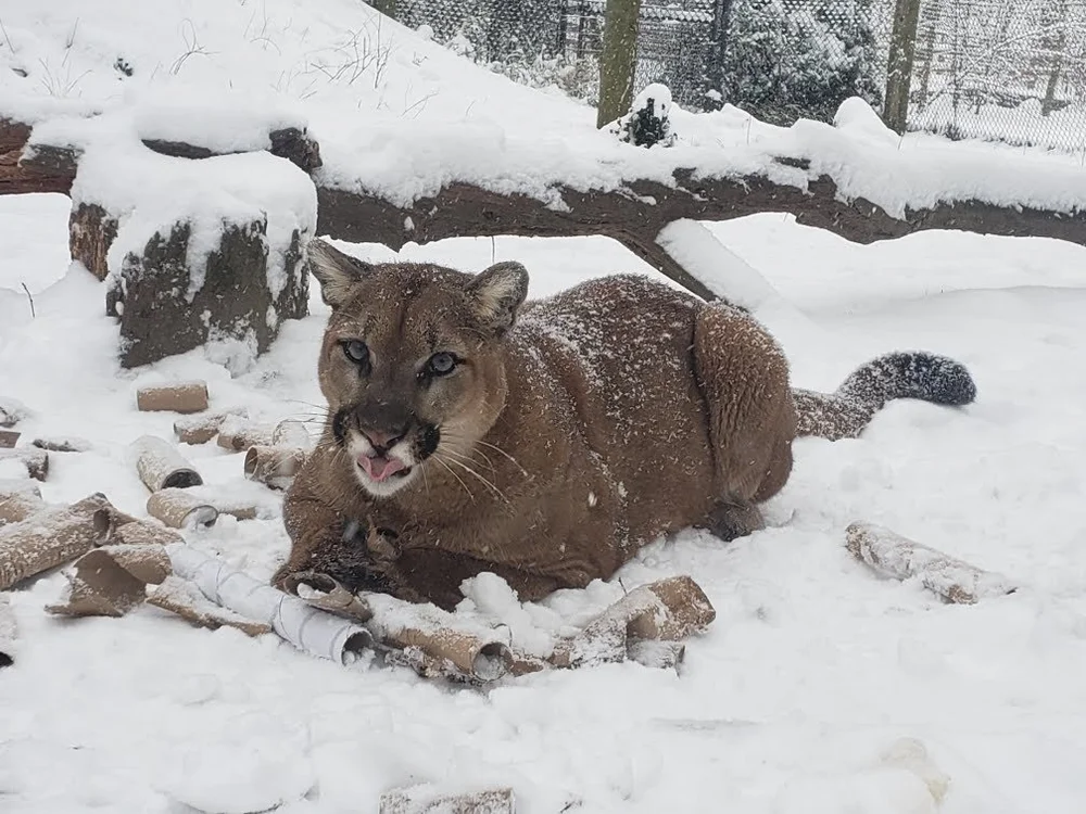 Mountain Lions — Cohanzick Zoo