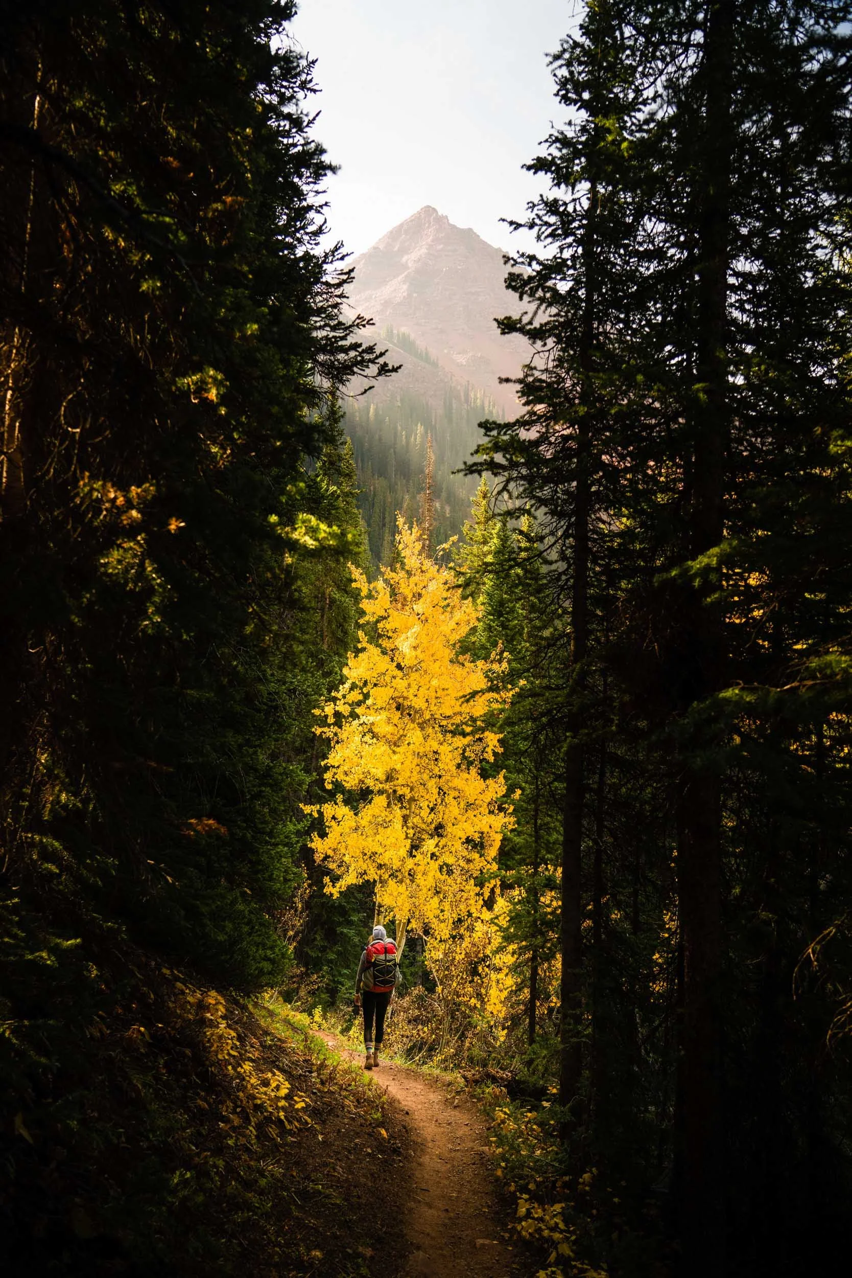 colorado-backpacking-four-pass-loop-aspens.jpg