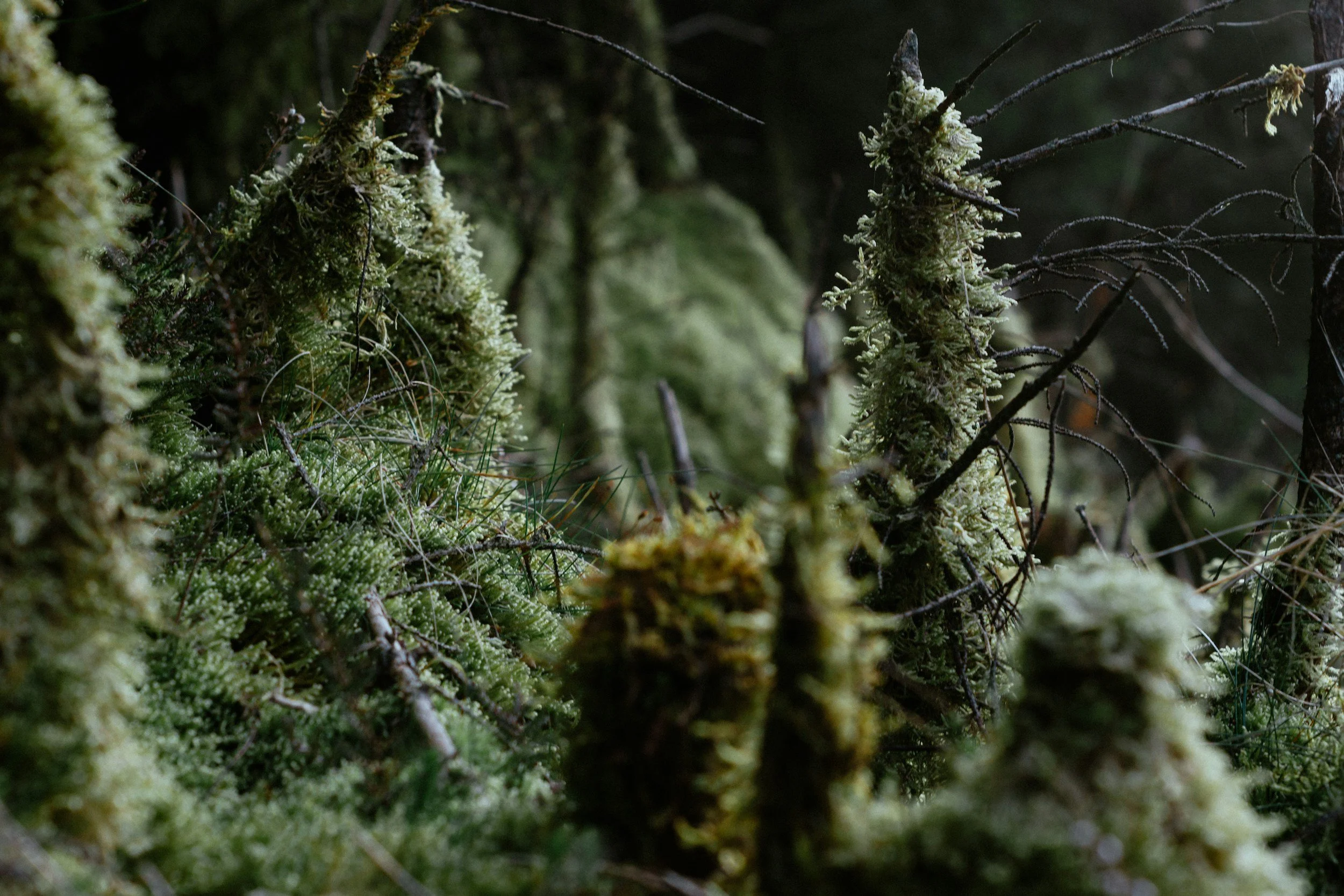 Nærbilde av mose og lav på trestubbe i norsk skog