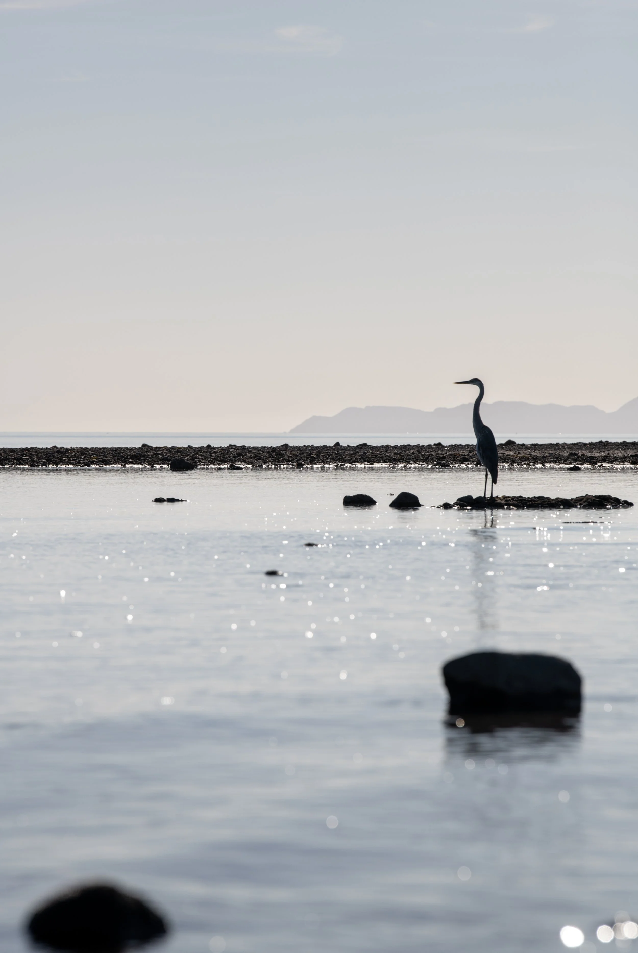 Heron Baja Color.jpg