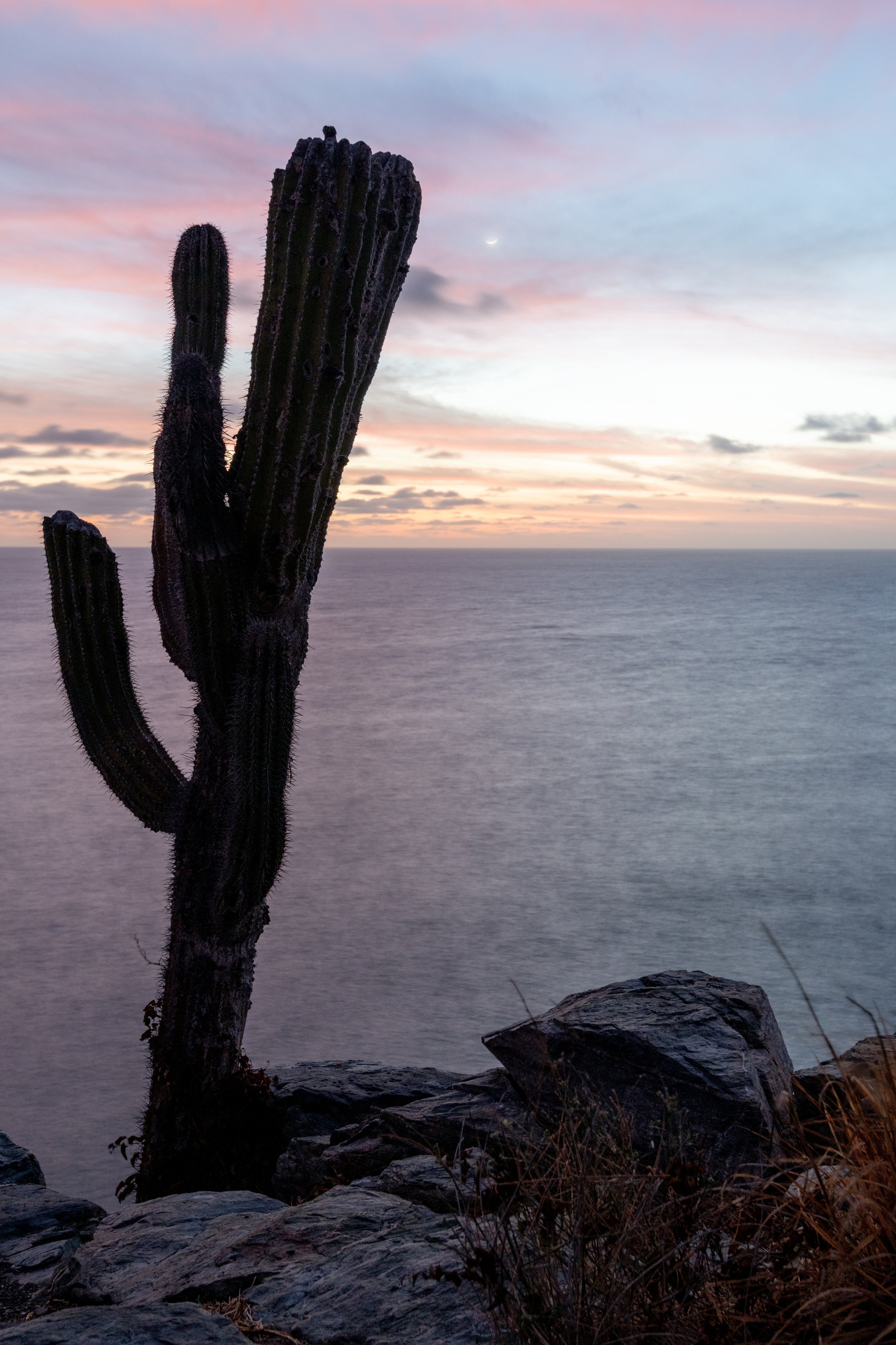 Cactus Moonrise.jpg