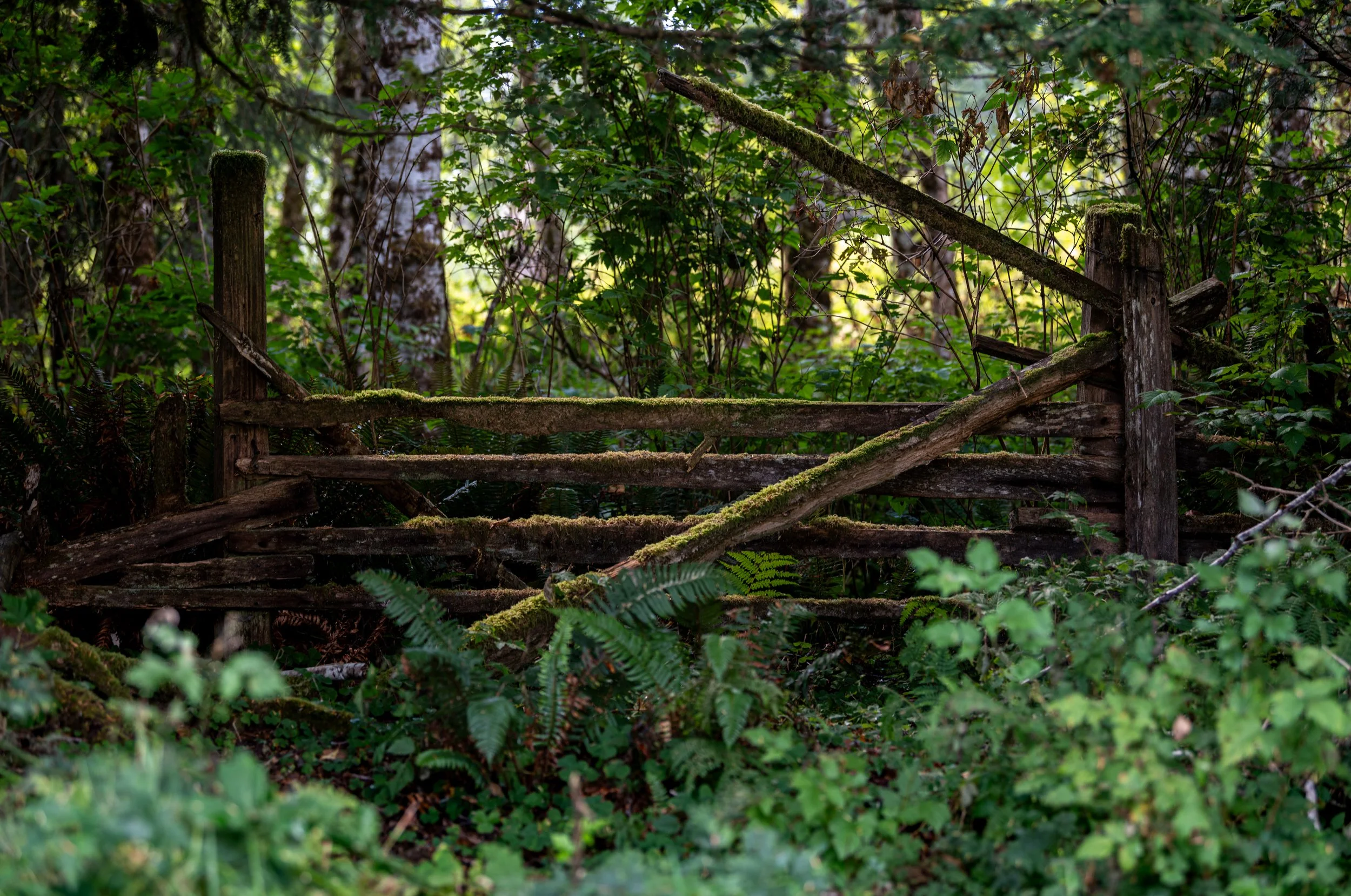 Mossy Fence.jpg