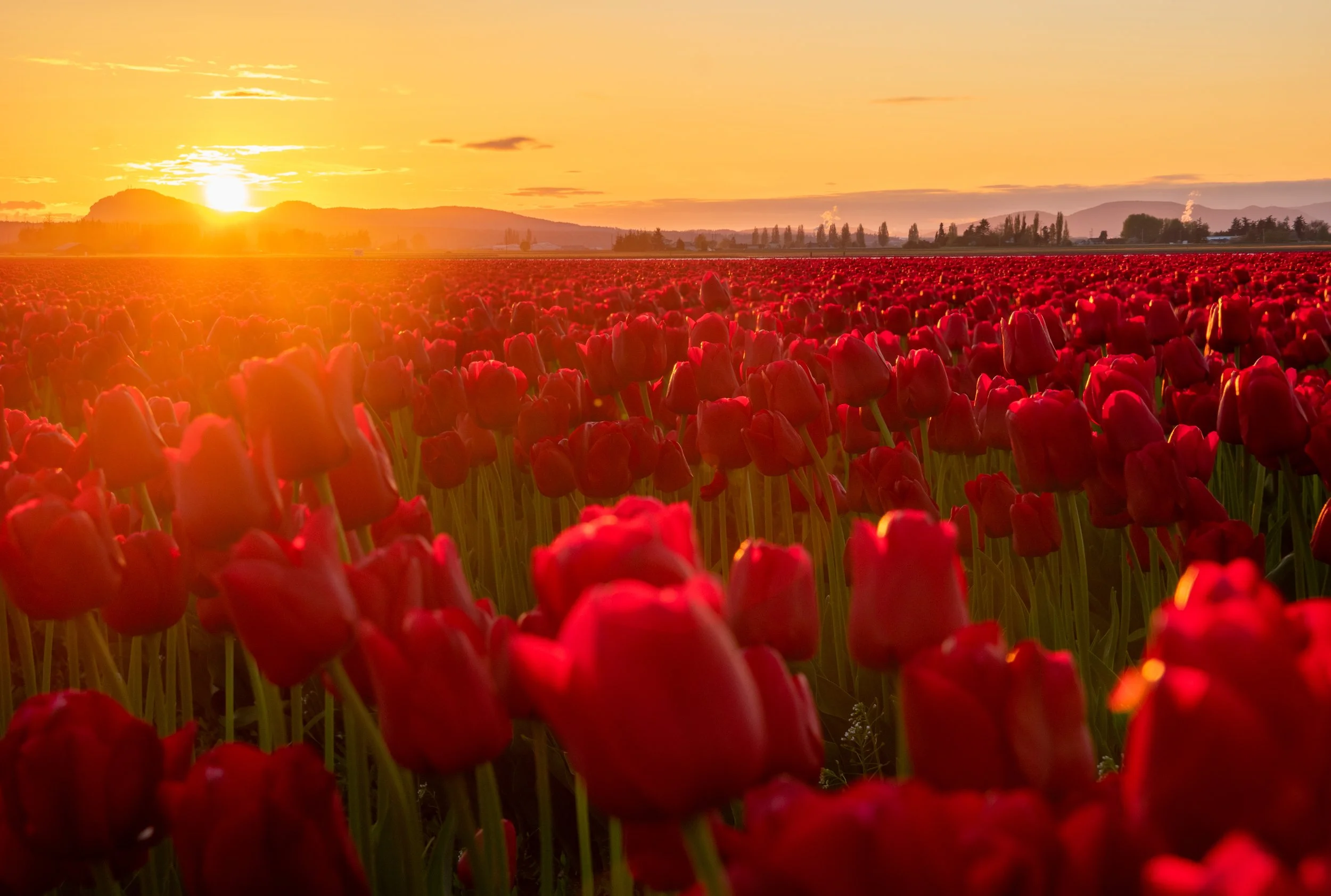 Tulip Sunset.jpg