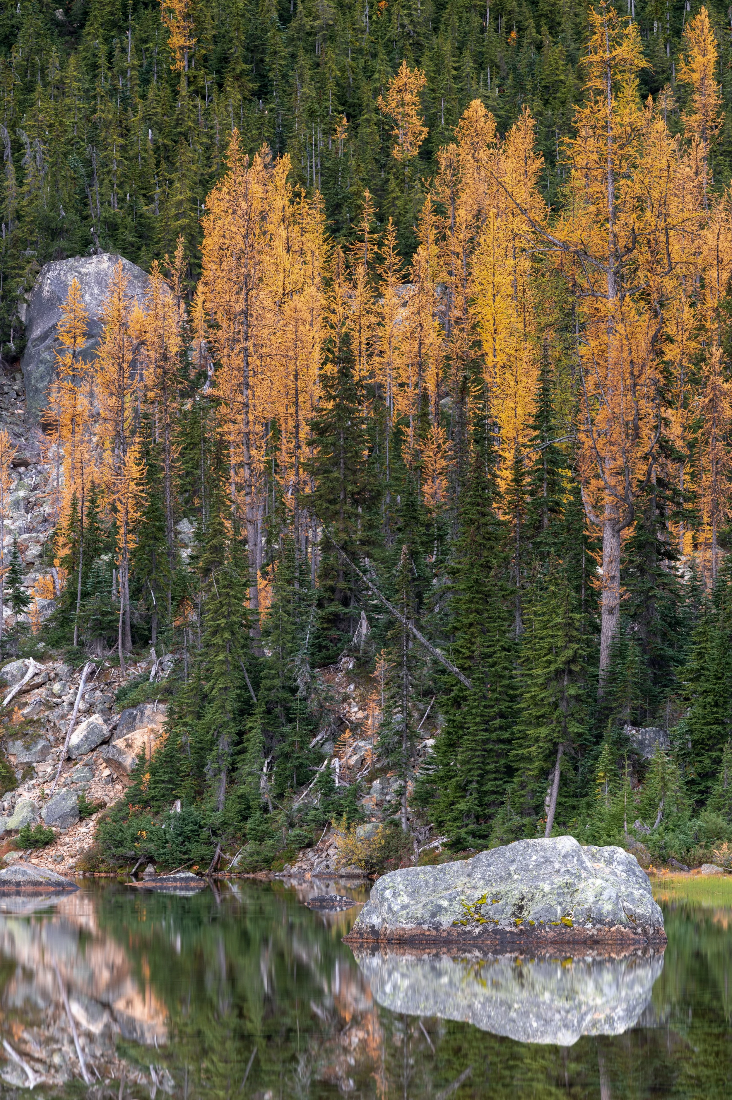Cuthroat Larches.jpg