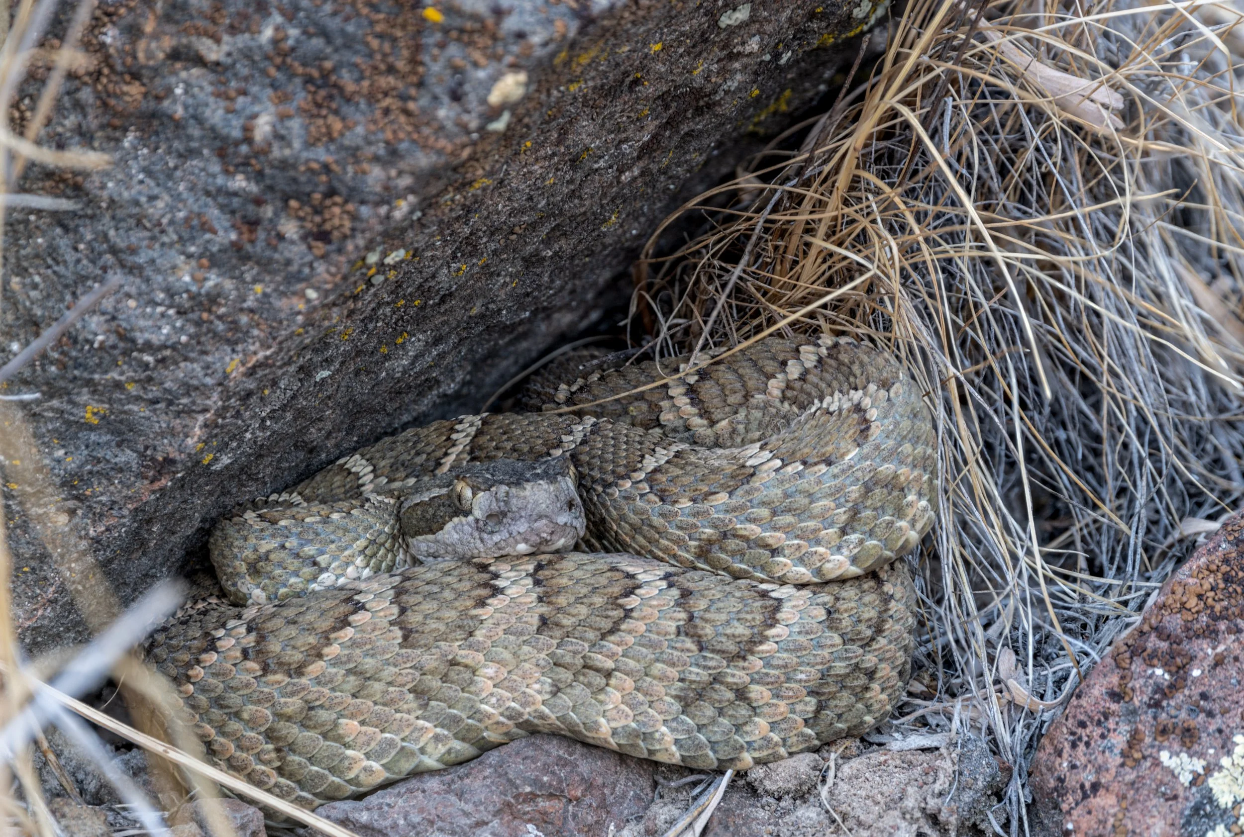 Adolescent Rattler.jpg