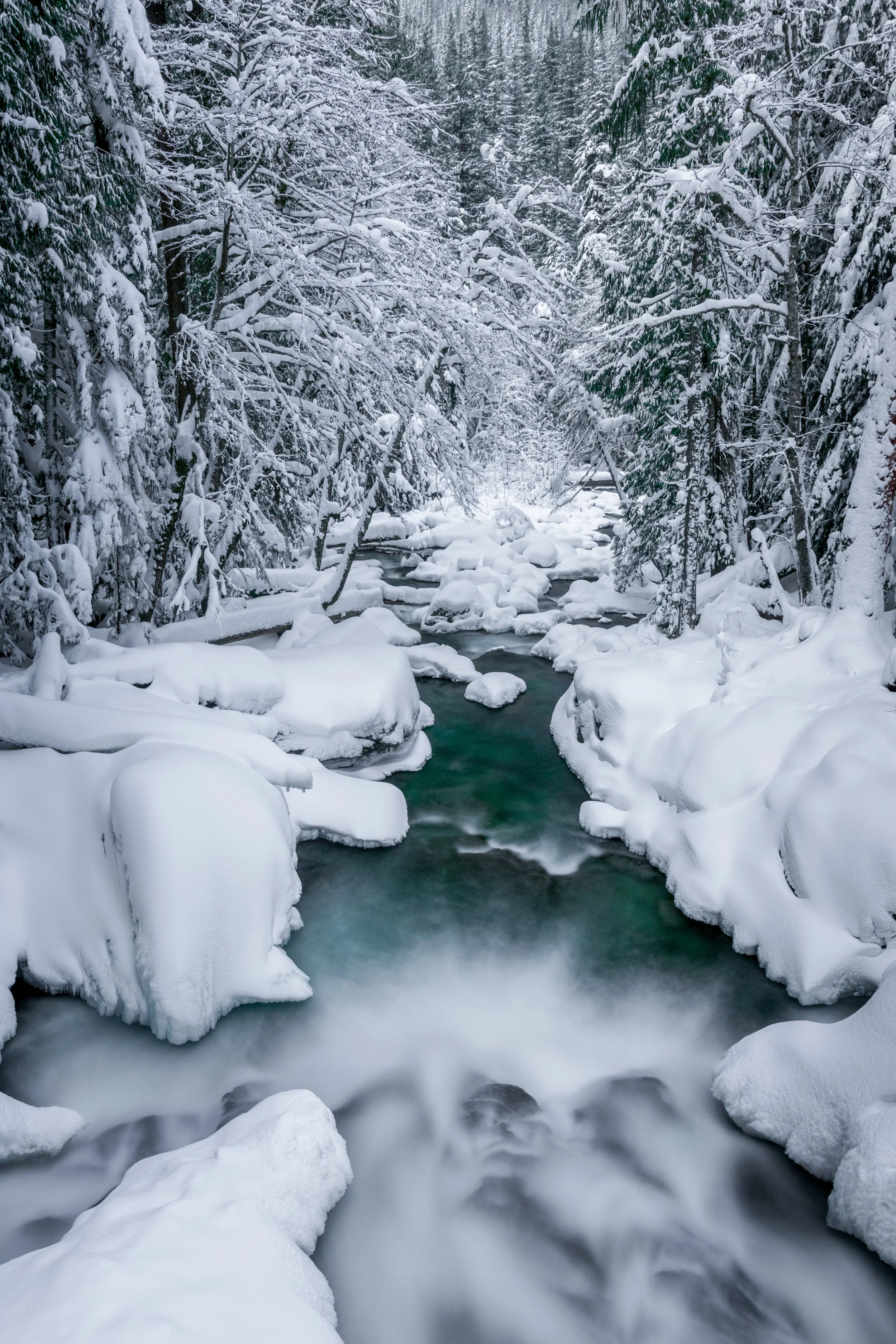 Icy jade waters cascade through snow-covered understory of old growth evergreens.