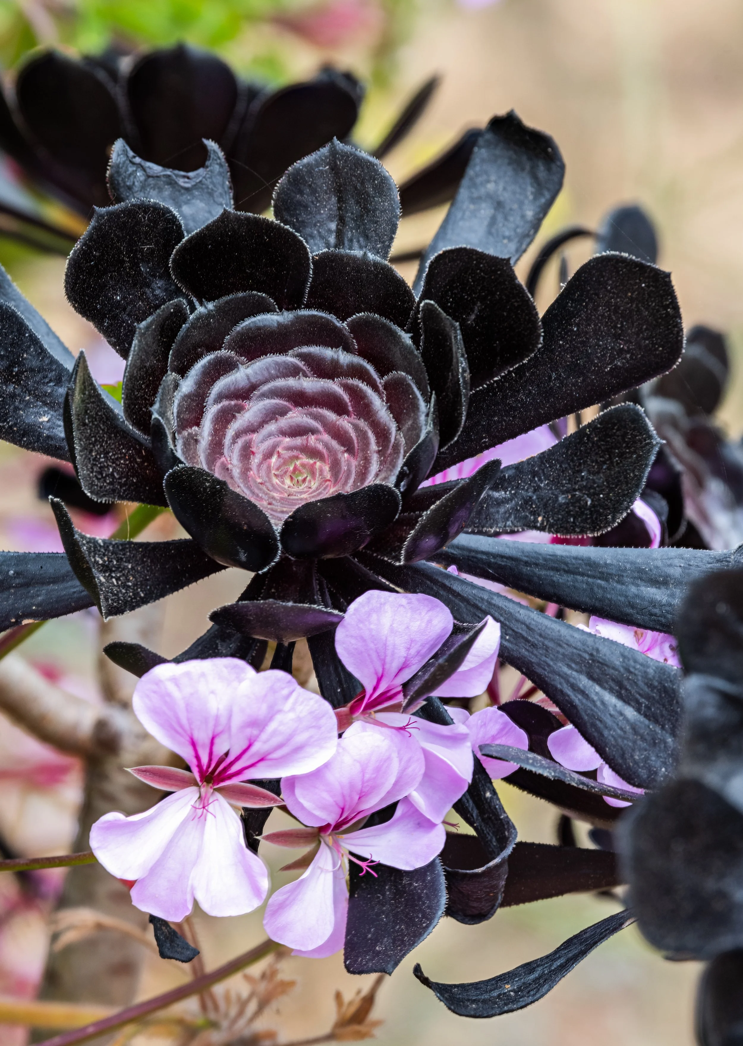 Aenomium Black Rose.jpg