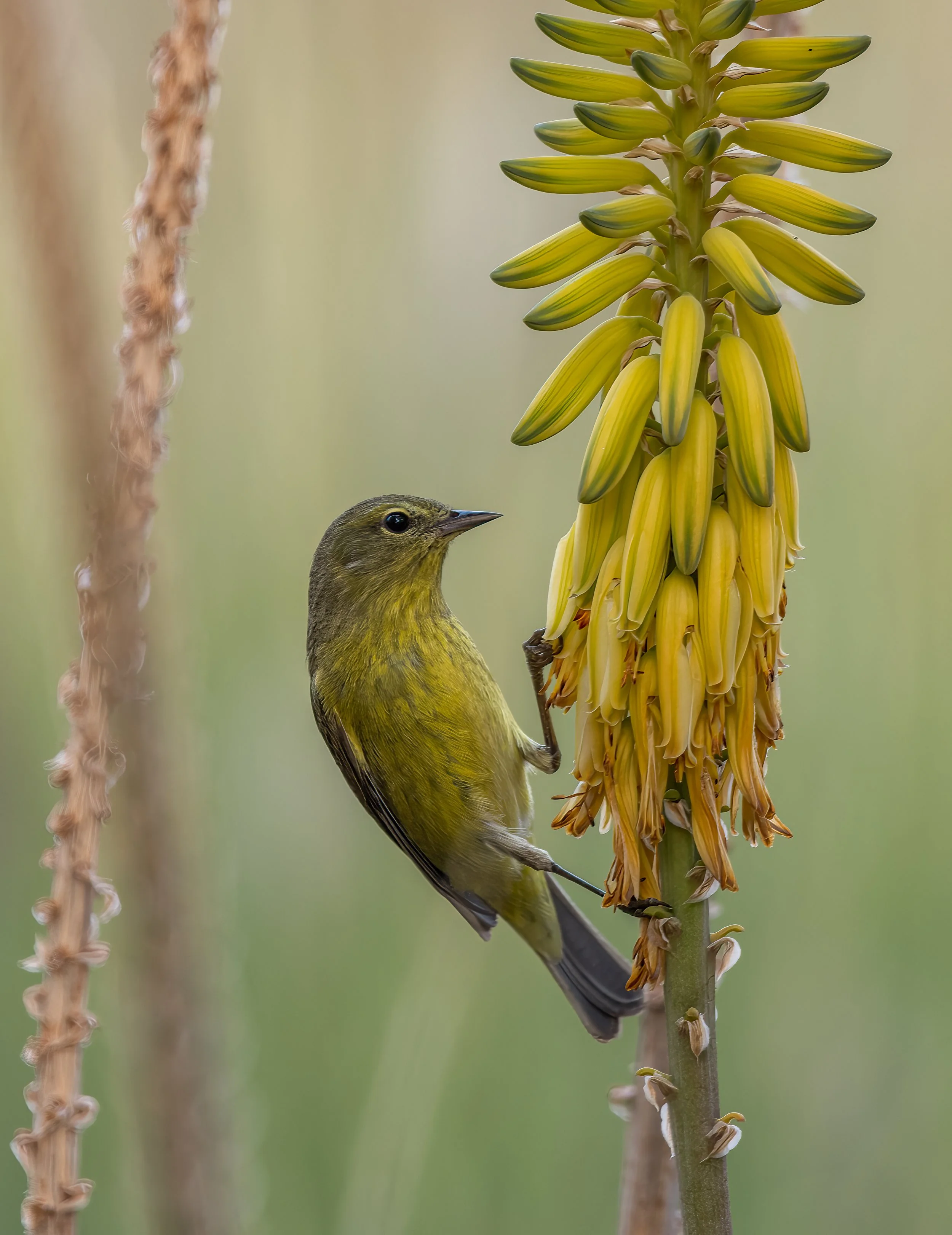 Baja Hooded Oriole.jpg