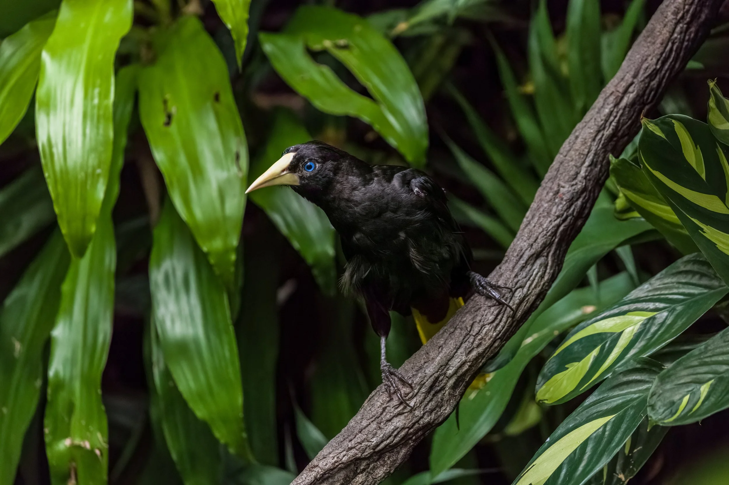 Crested Oropendola 1.jpg
