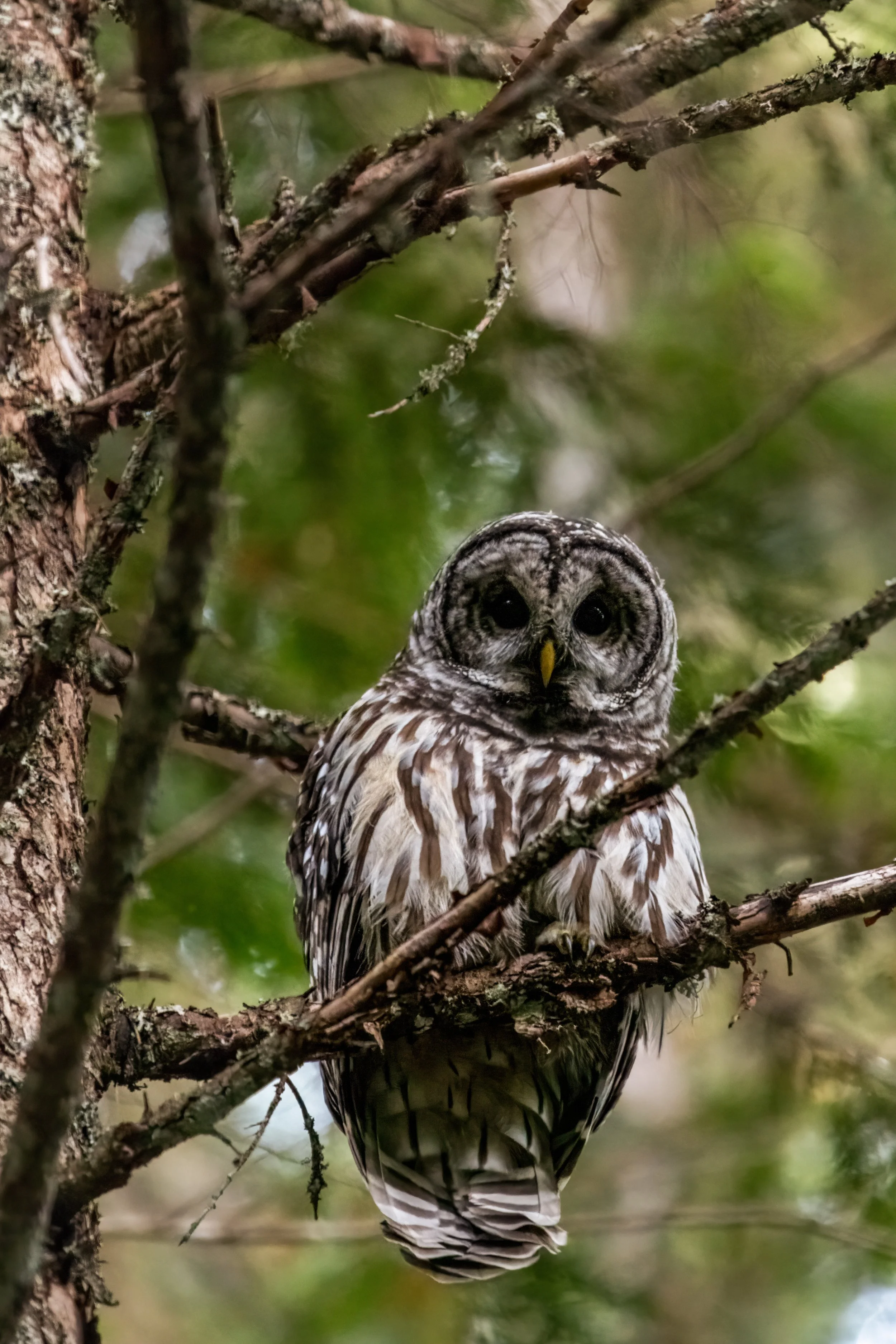 Barred Owl.jpg