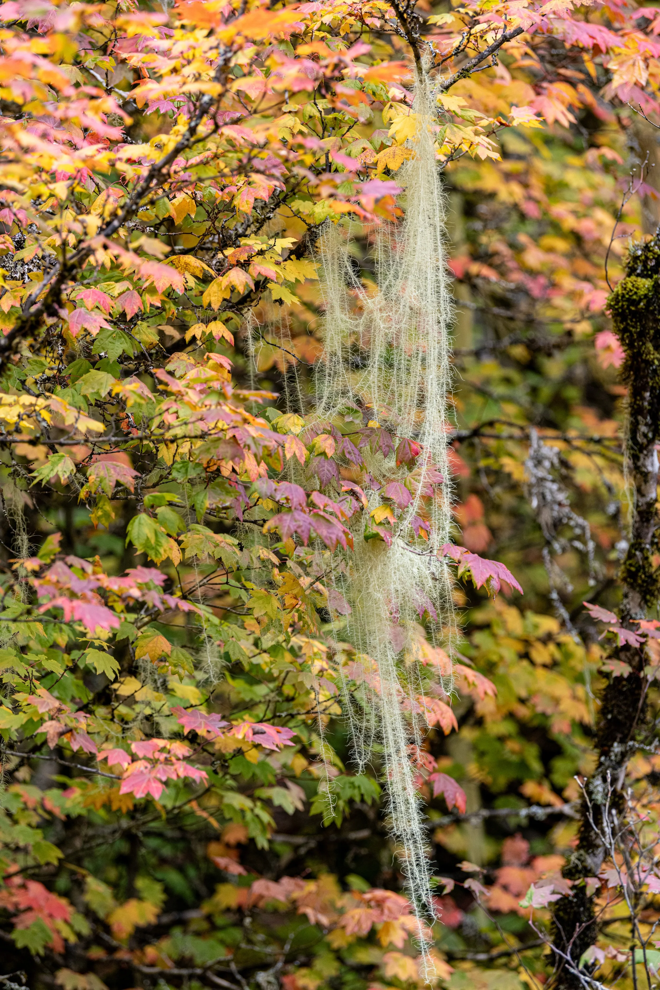 Moss Drape-1.jpg