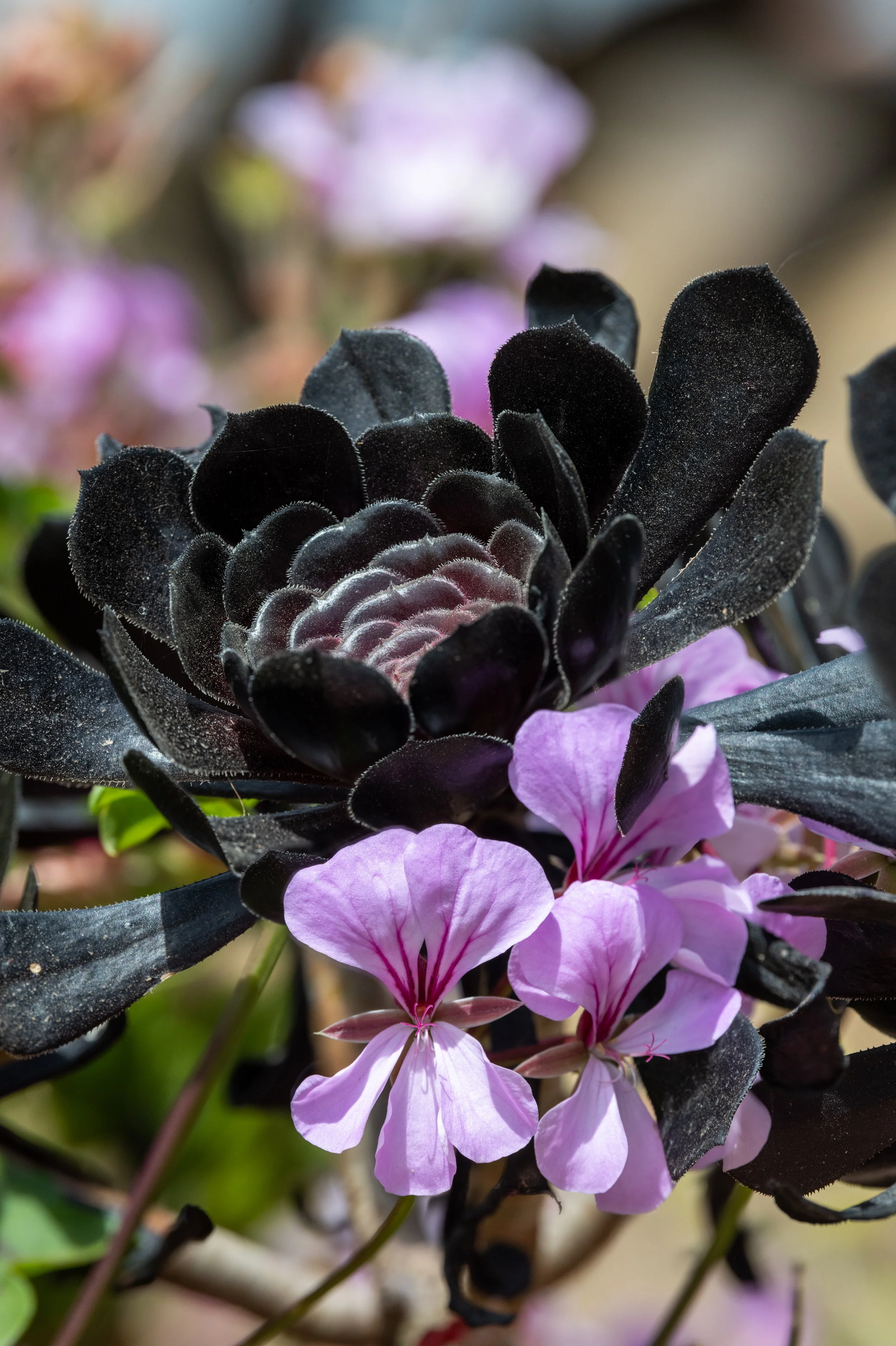  Aeonium Black Rose 2.jpg