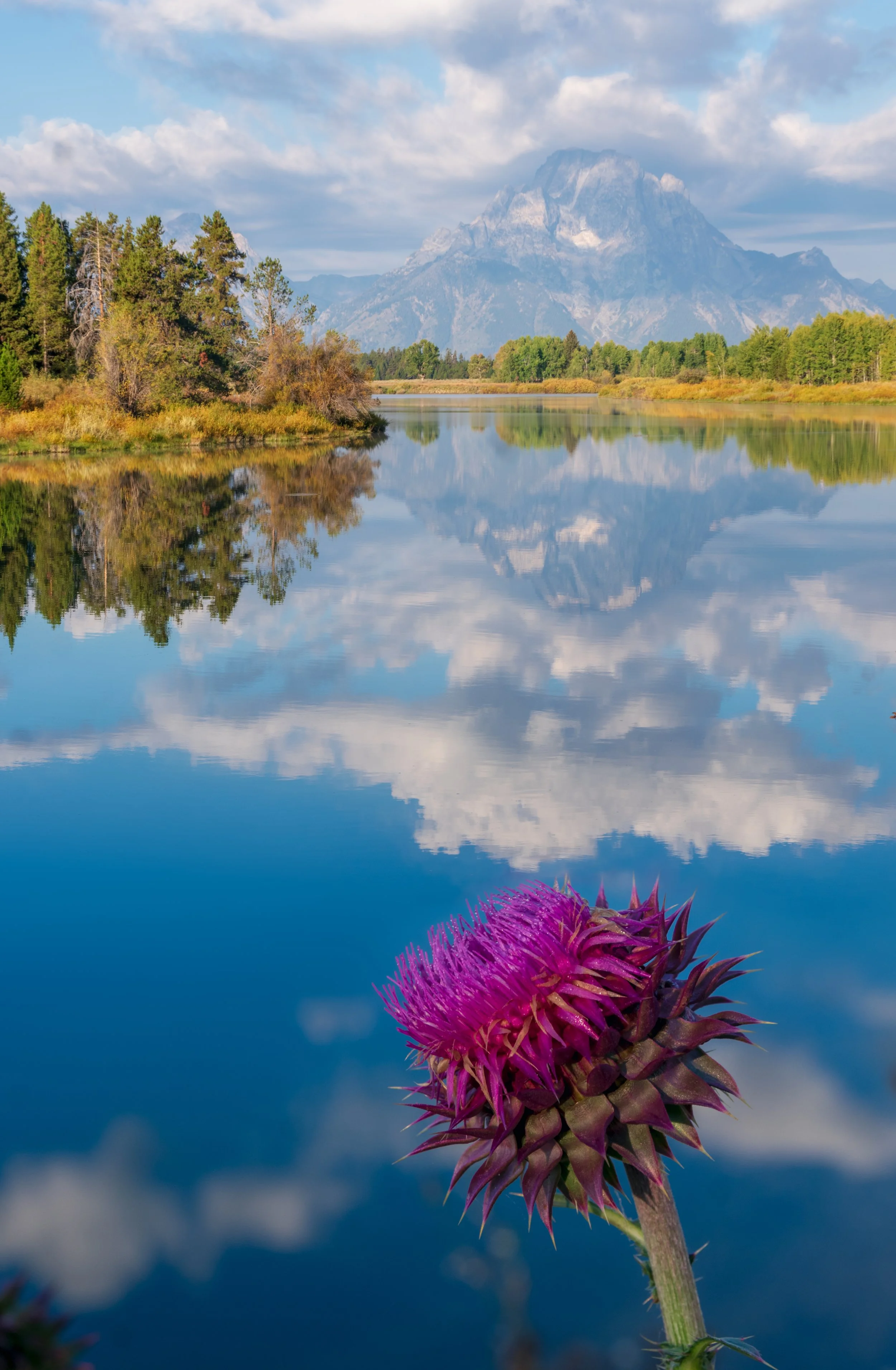 Teton Thistle.jpg