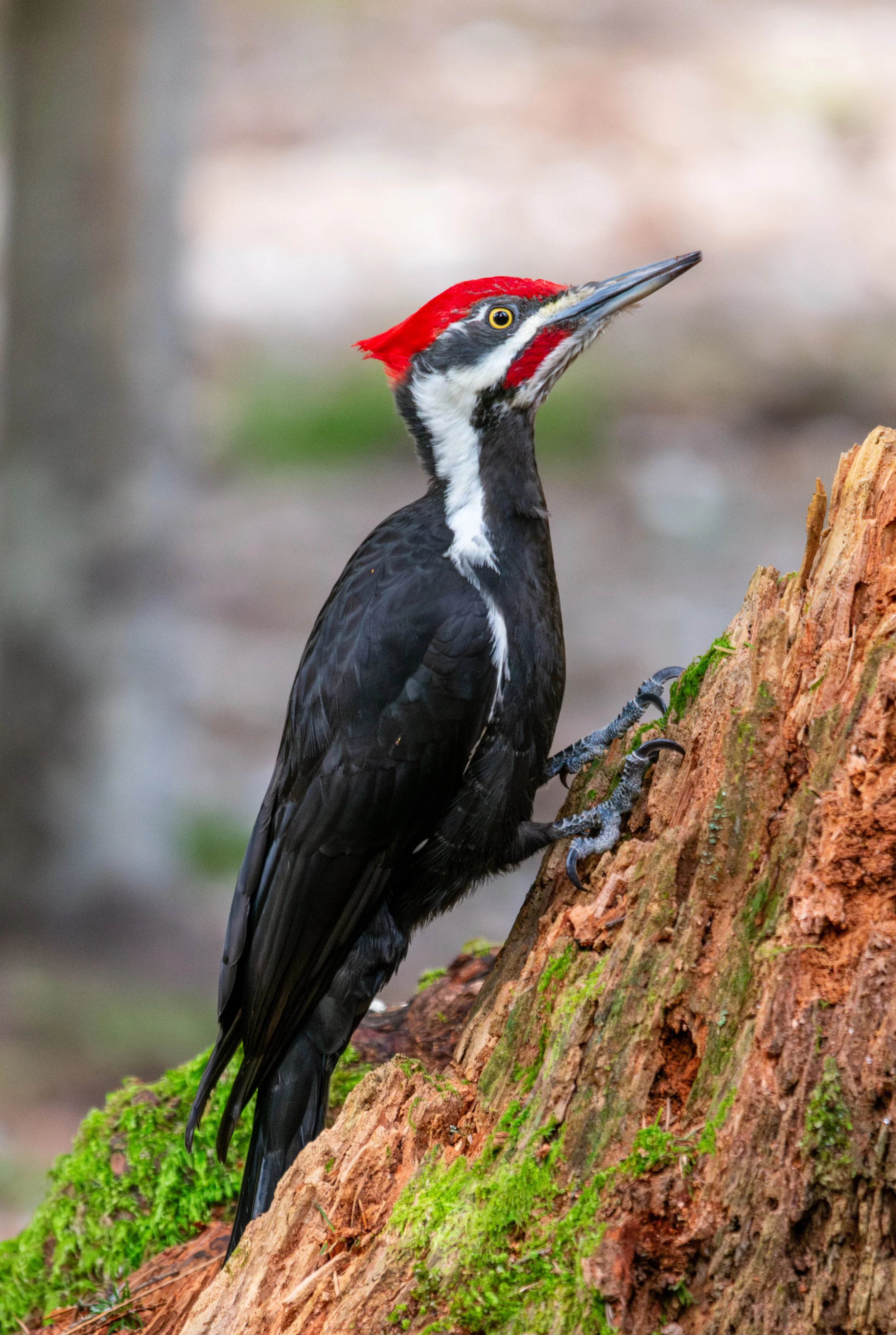 Woodpecker.jpg